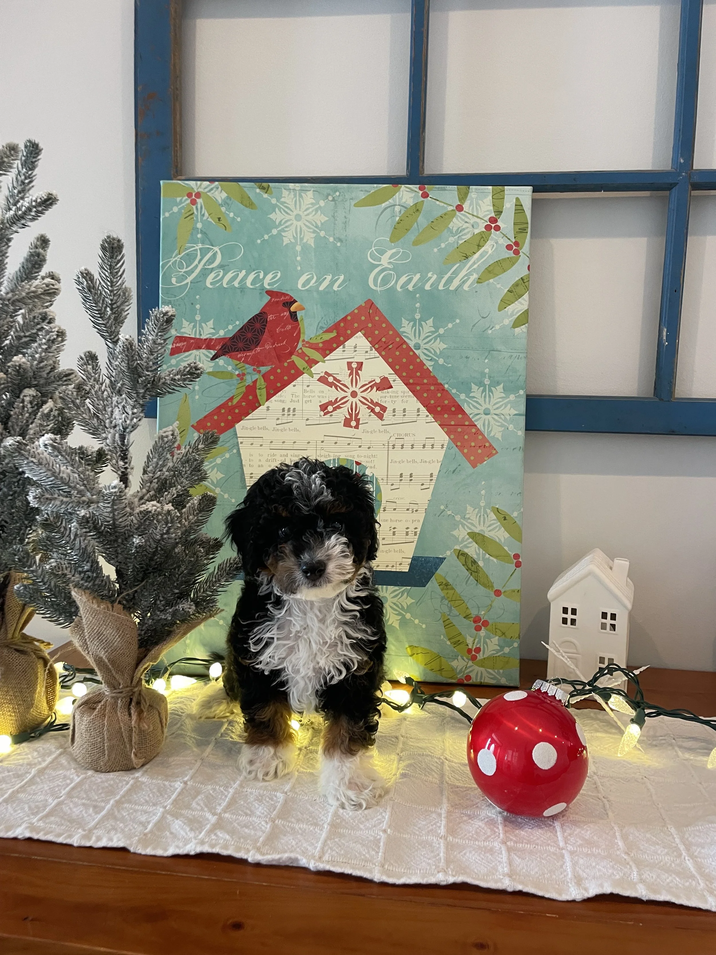 Aiden: $3500: Reserved