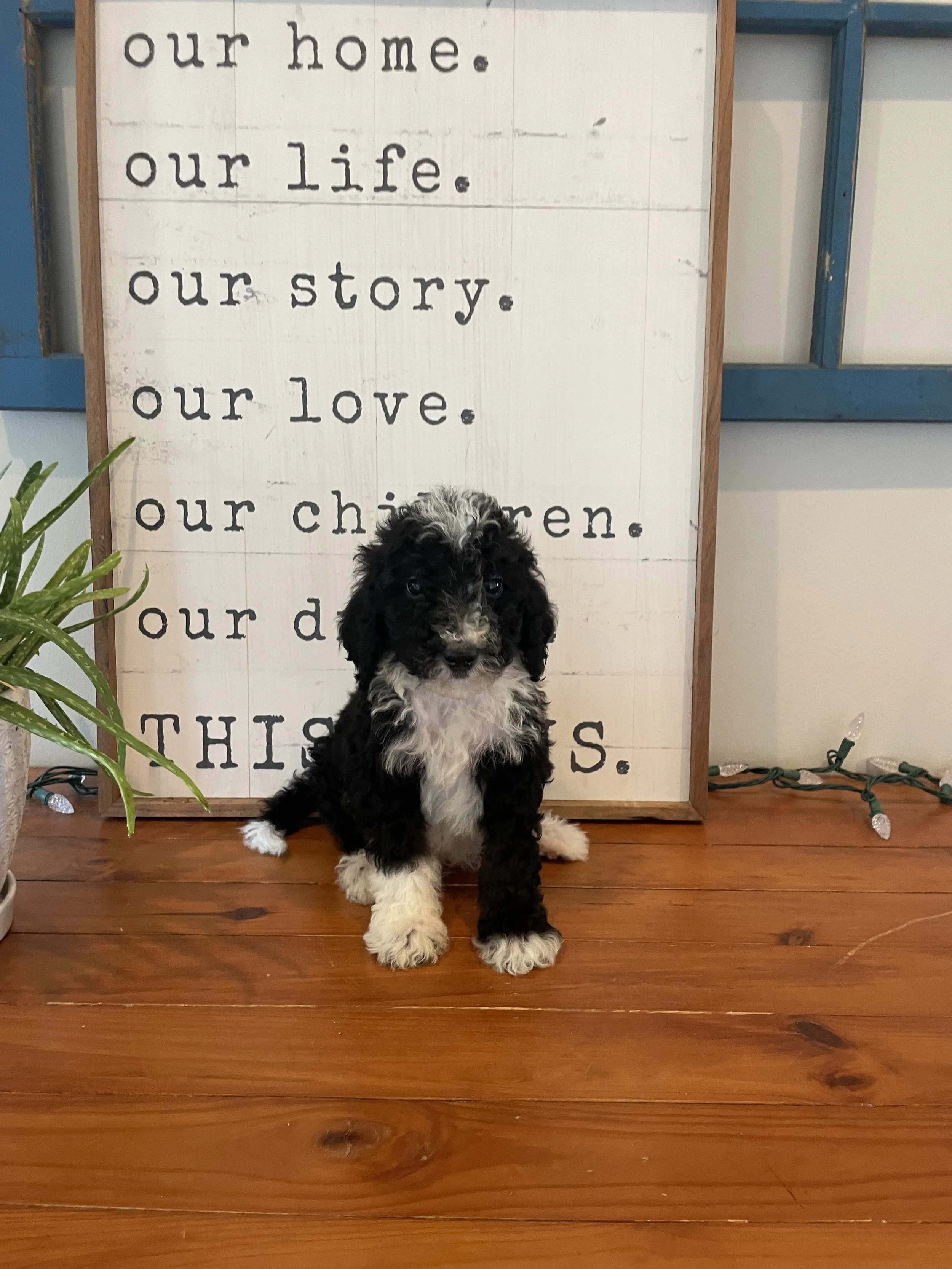 Pepper