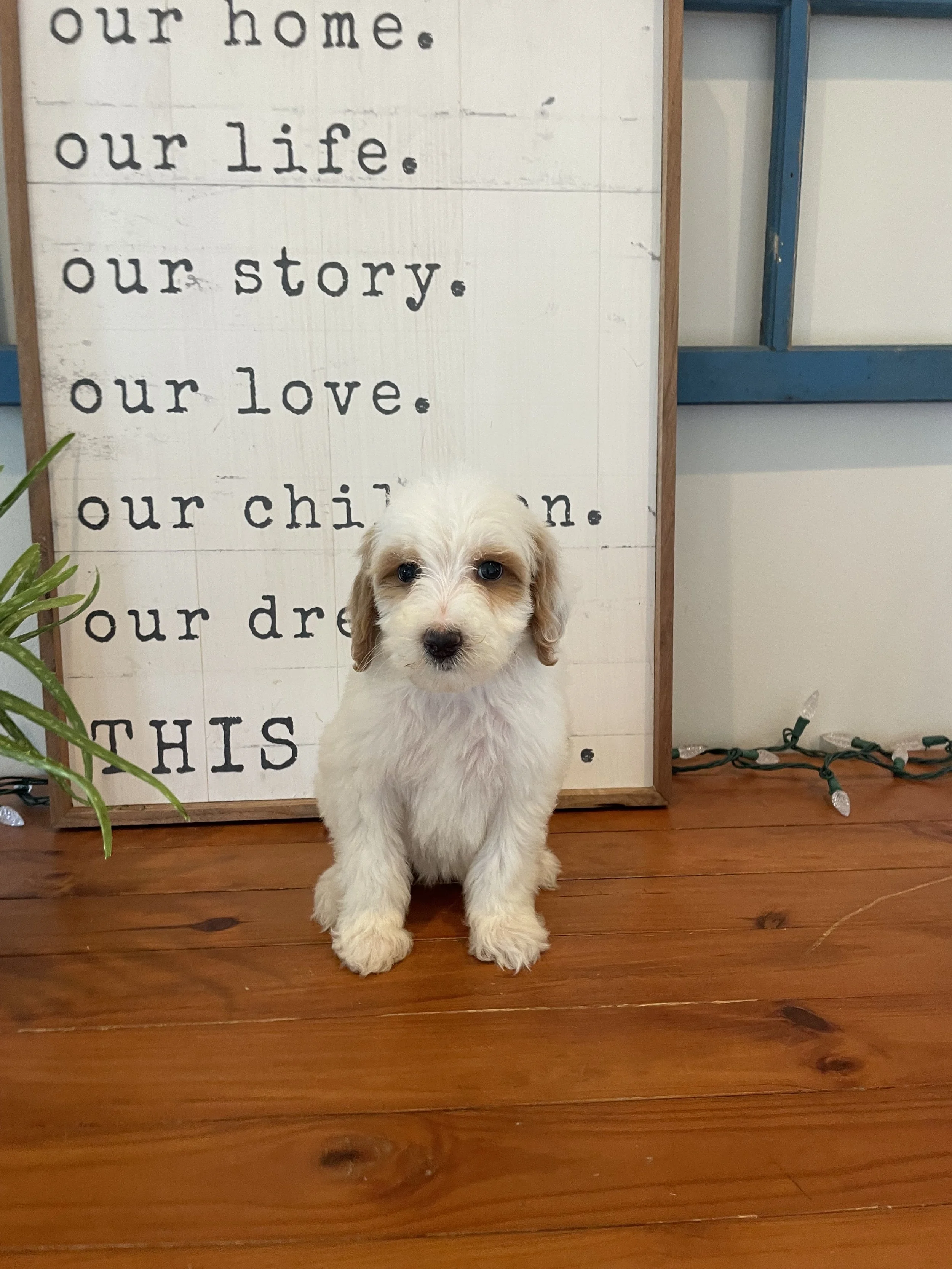 Dottie