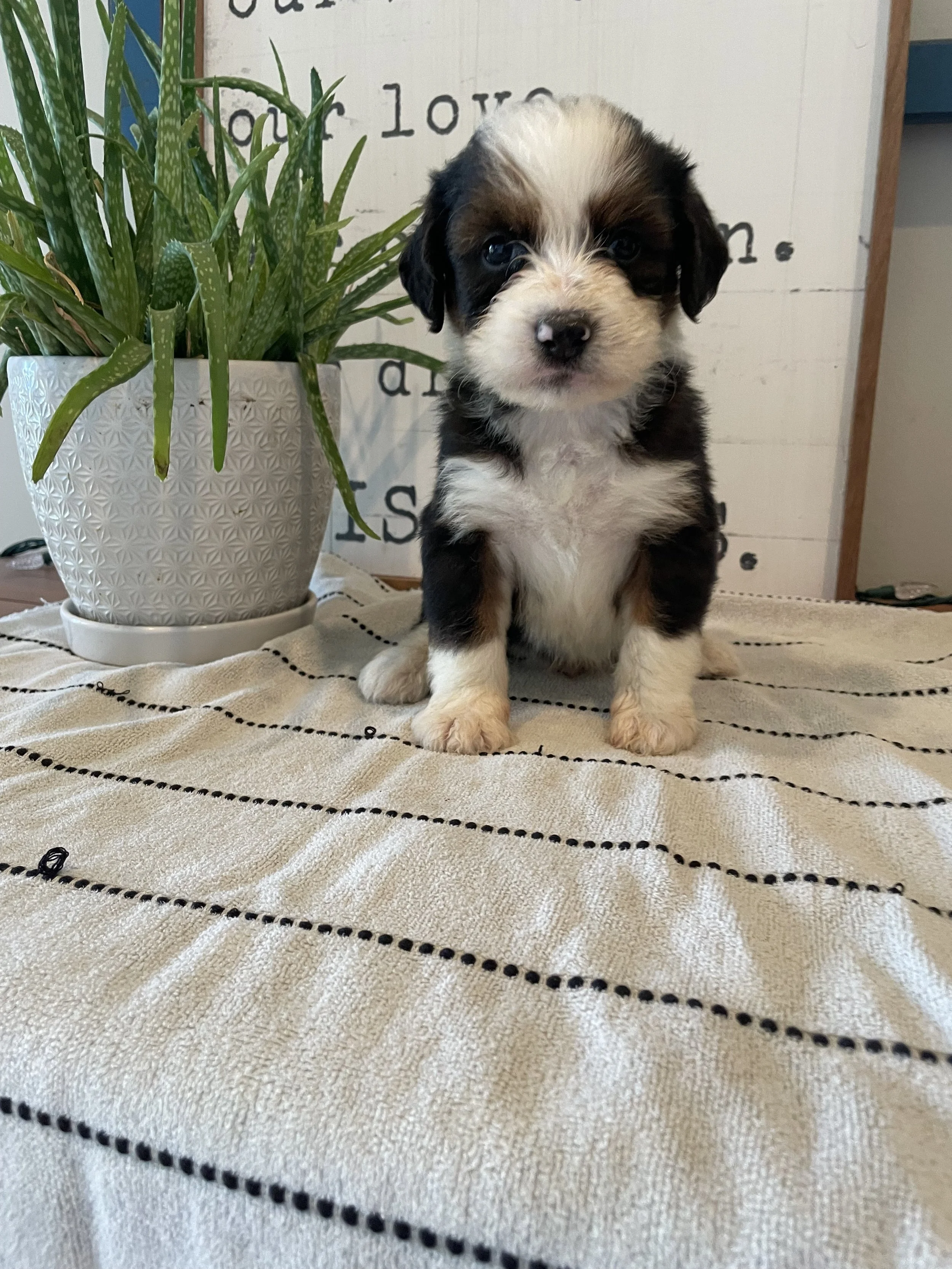 Sam