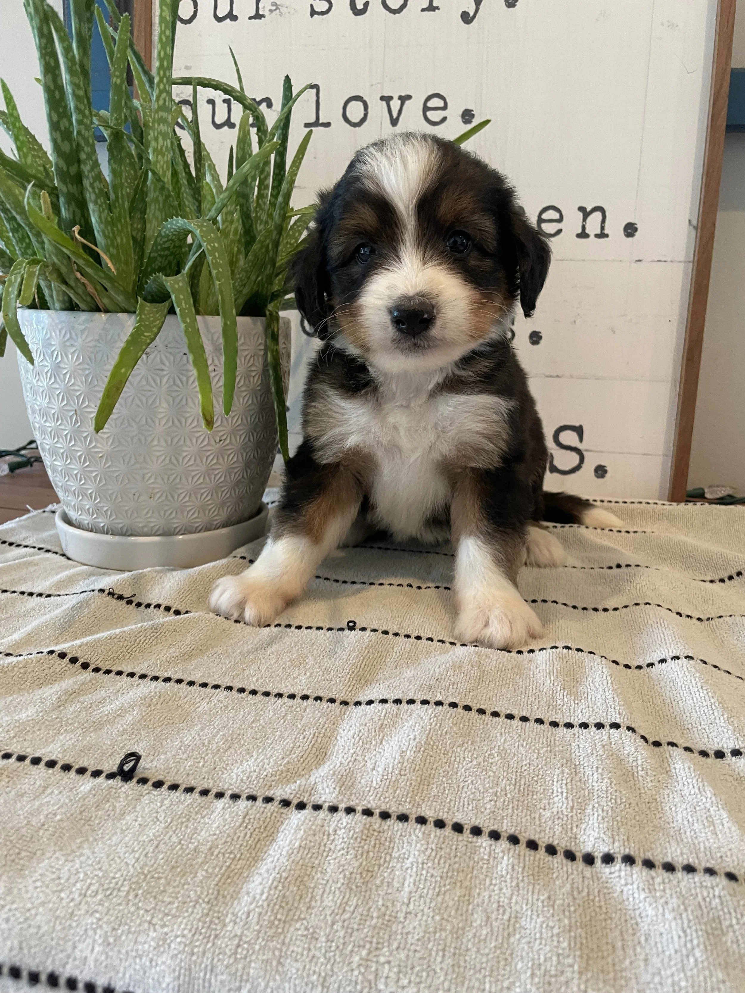 Josie
