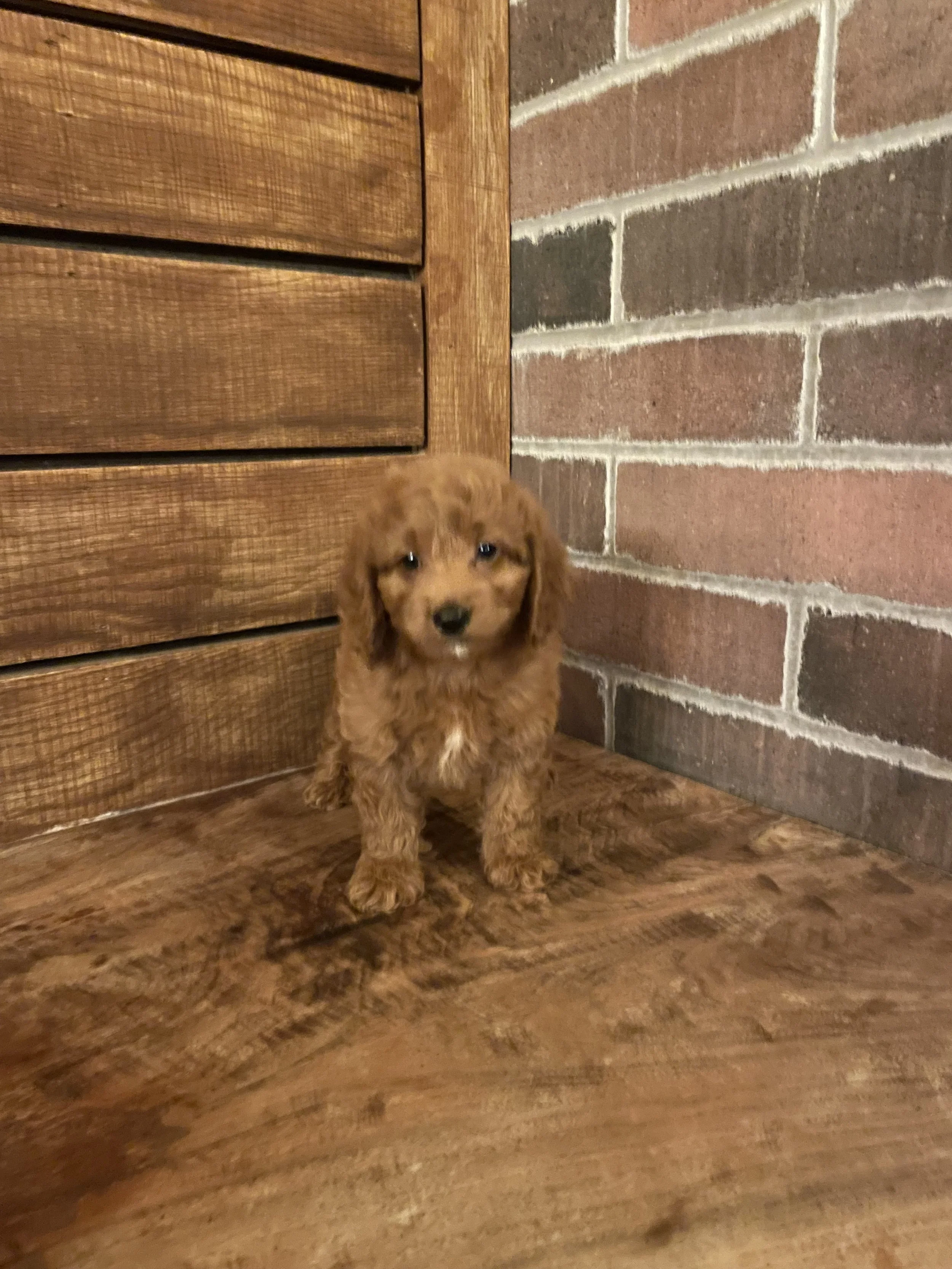 Teddy