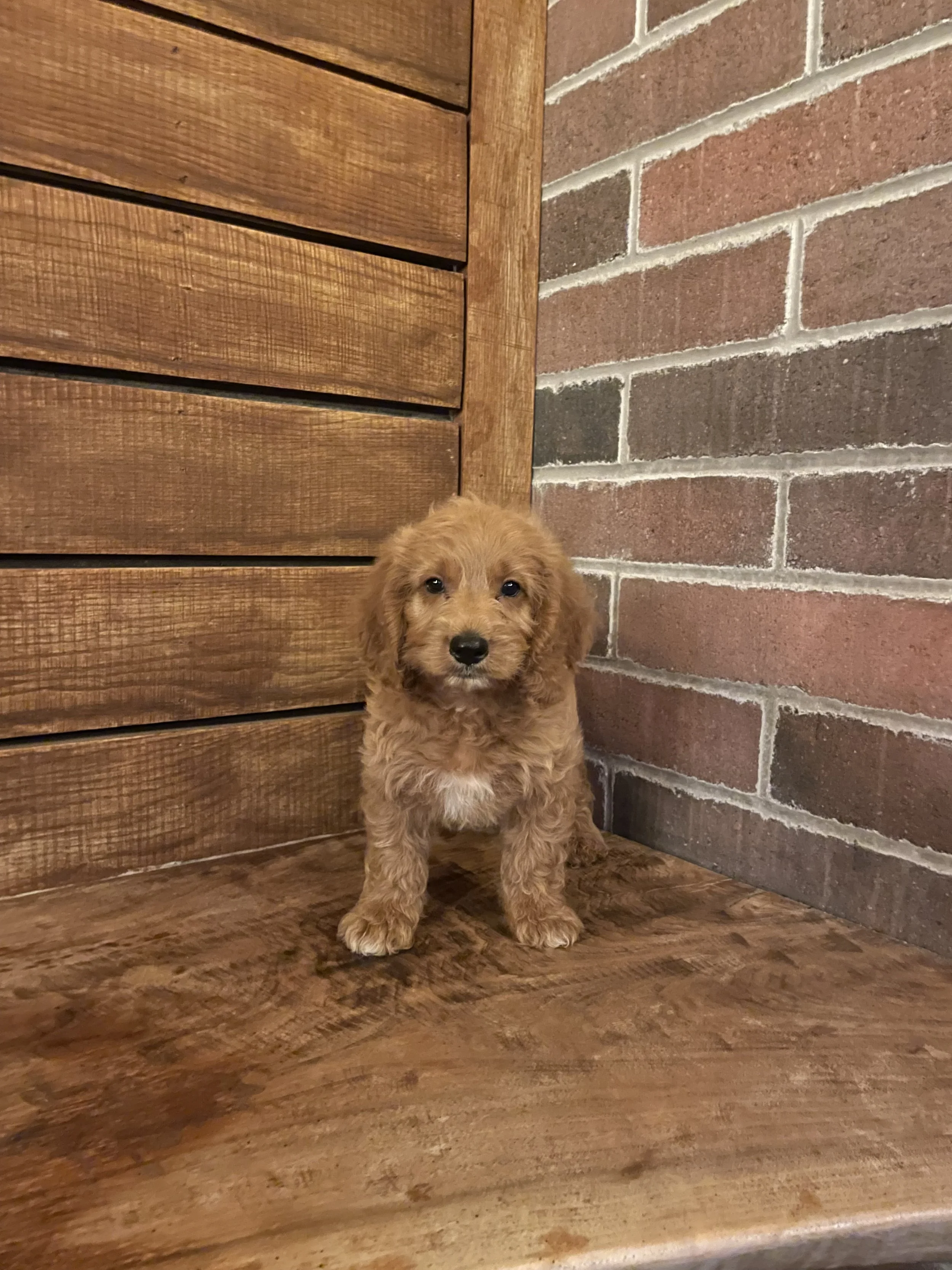 Milo