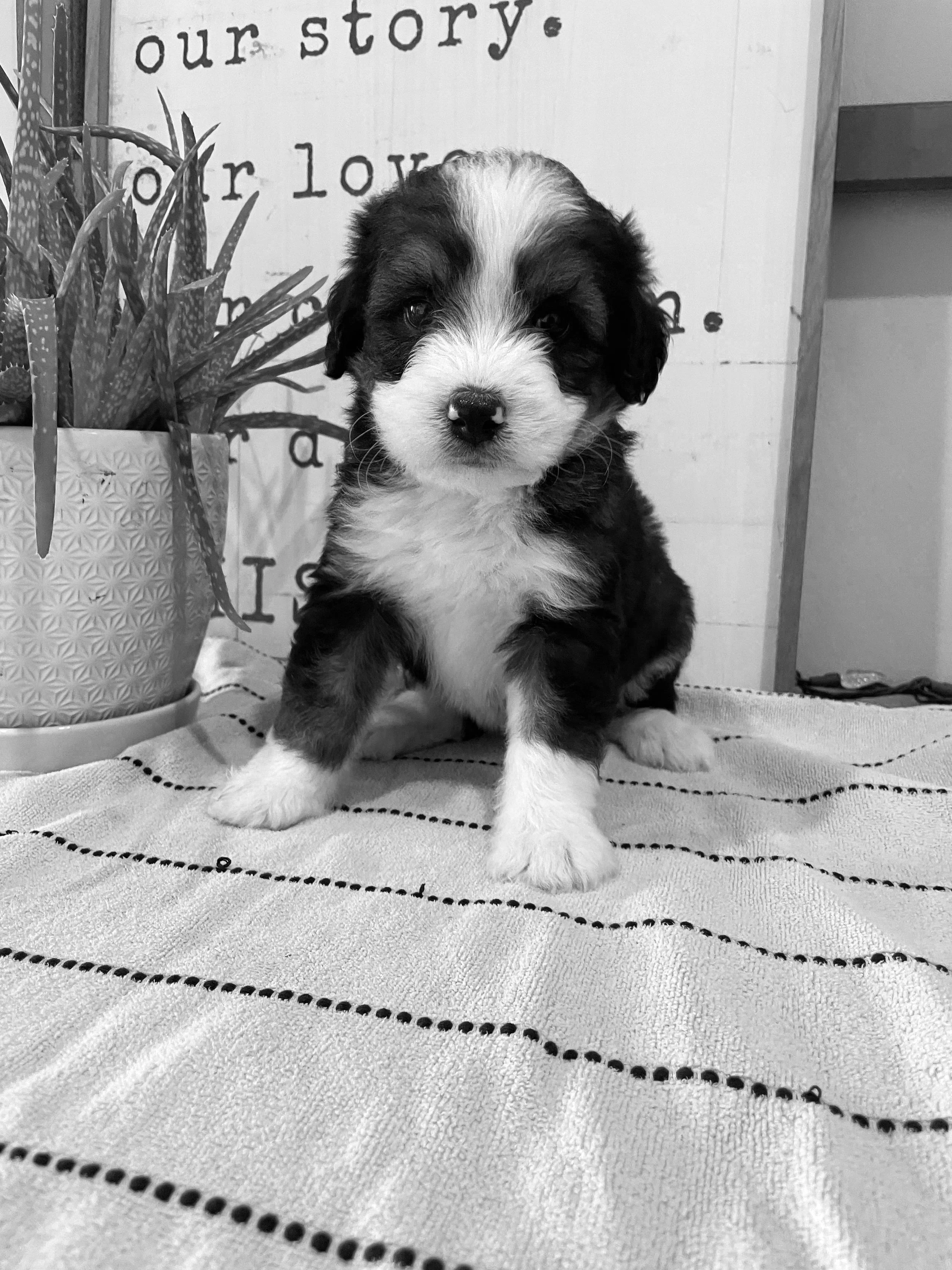 Savannah: ADOPTED!