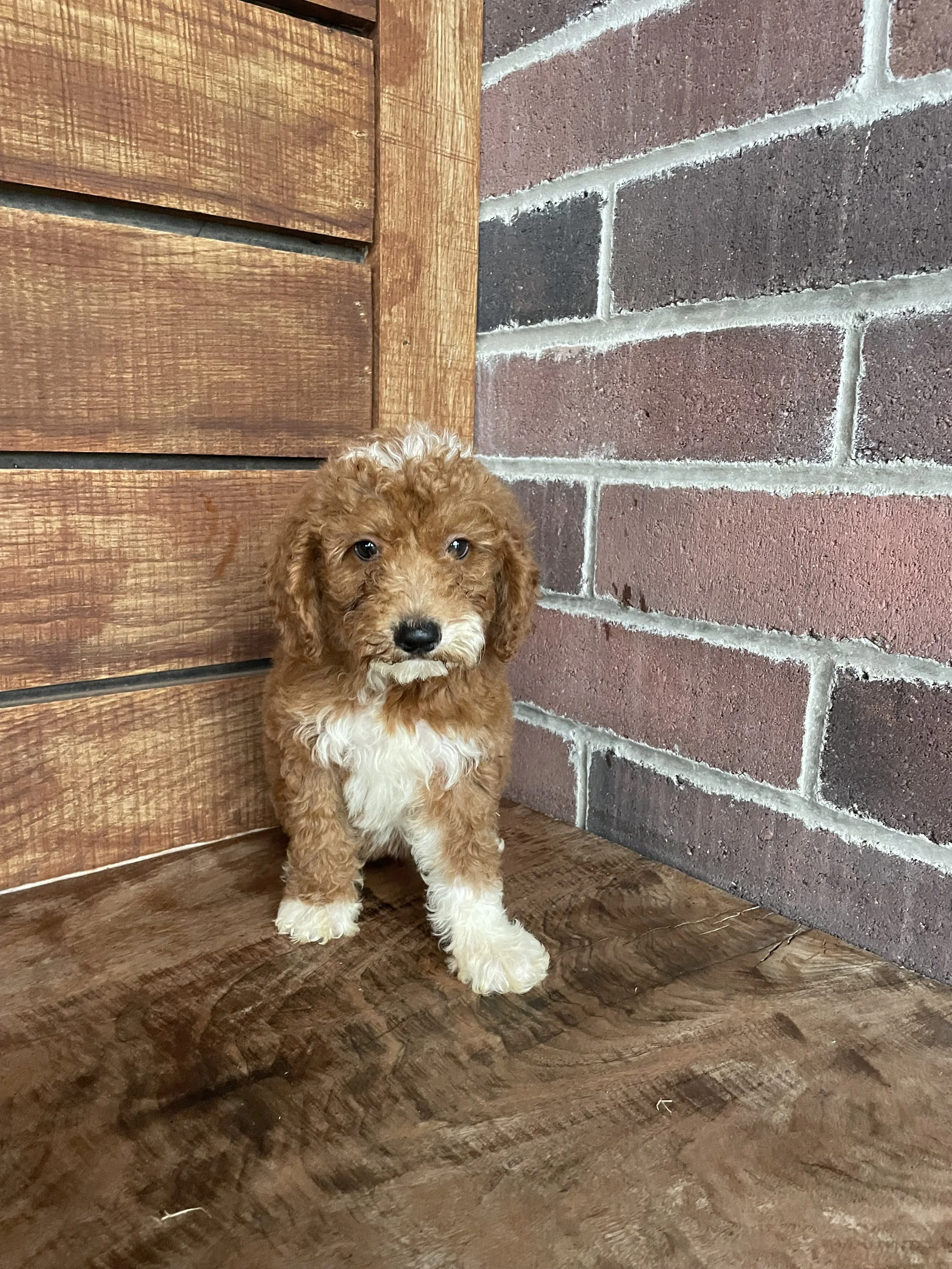 Bo: SOLD