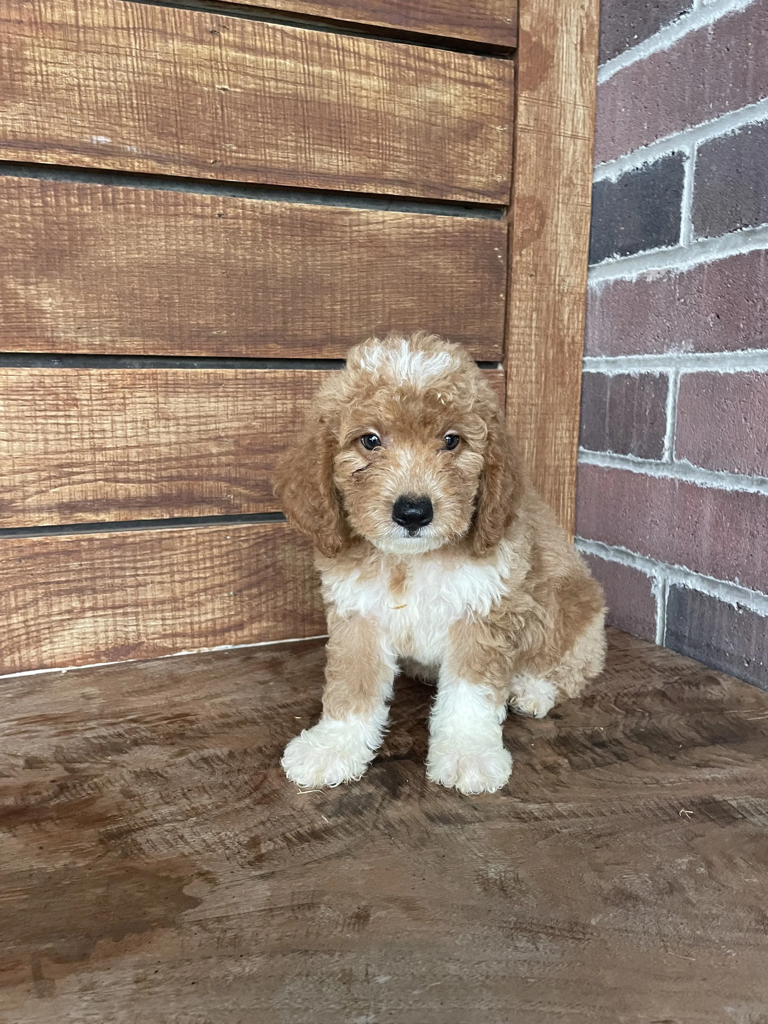Archie