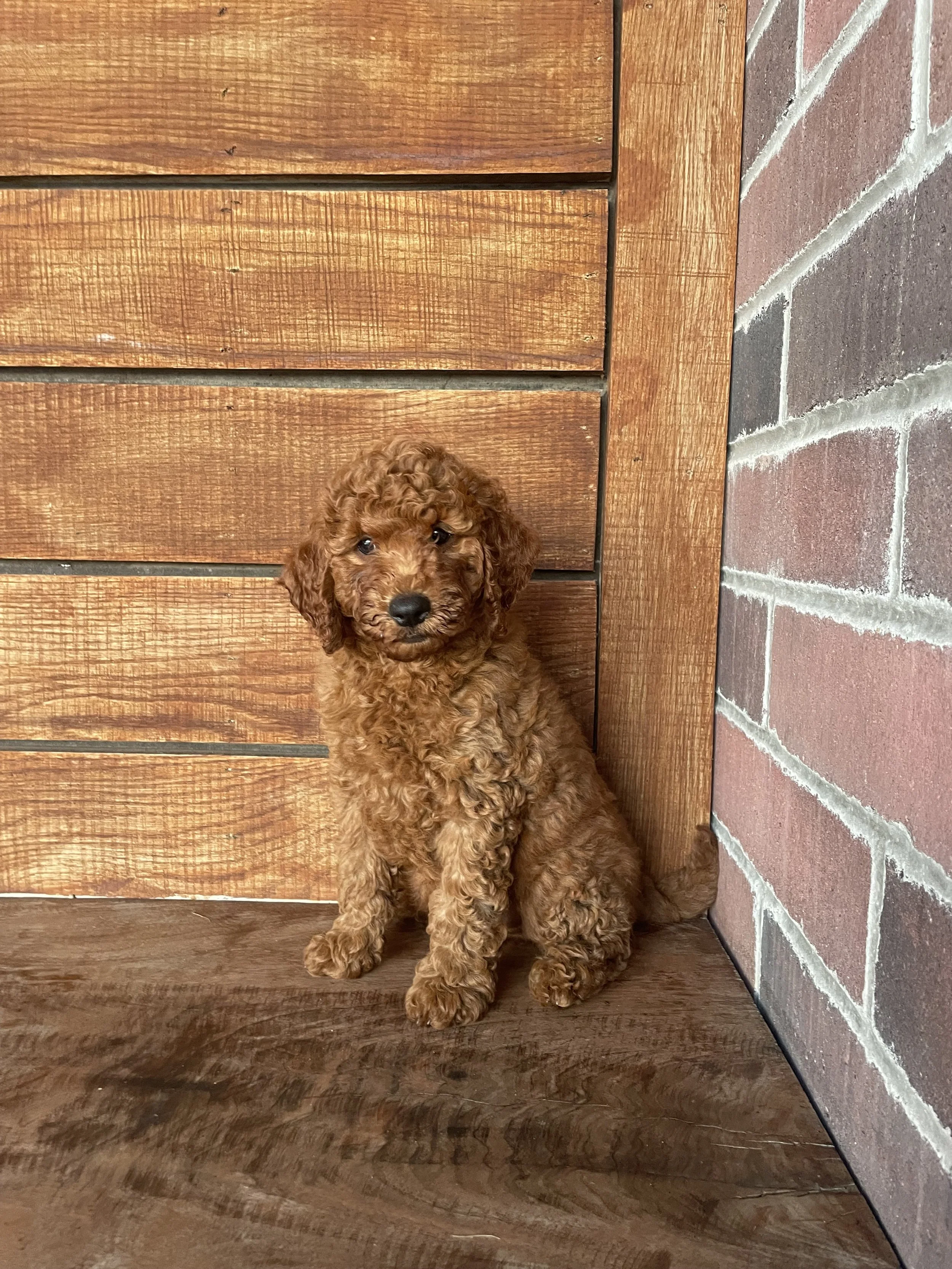 Sawyer