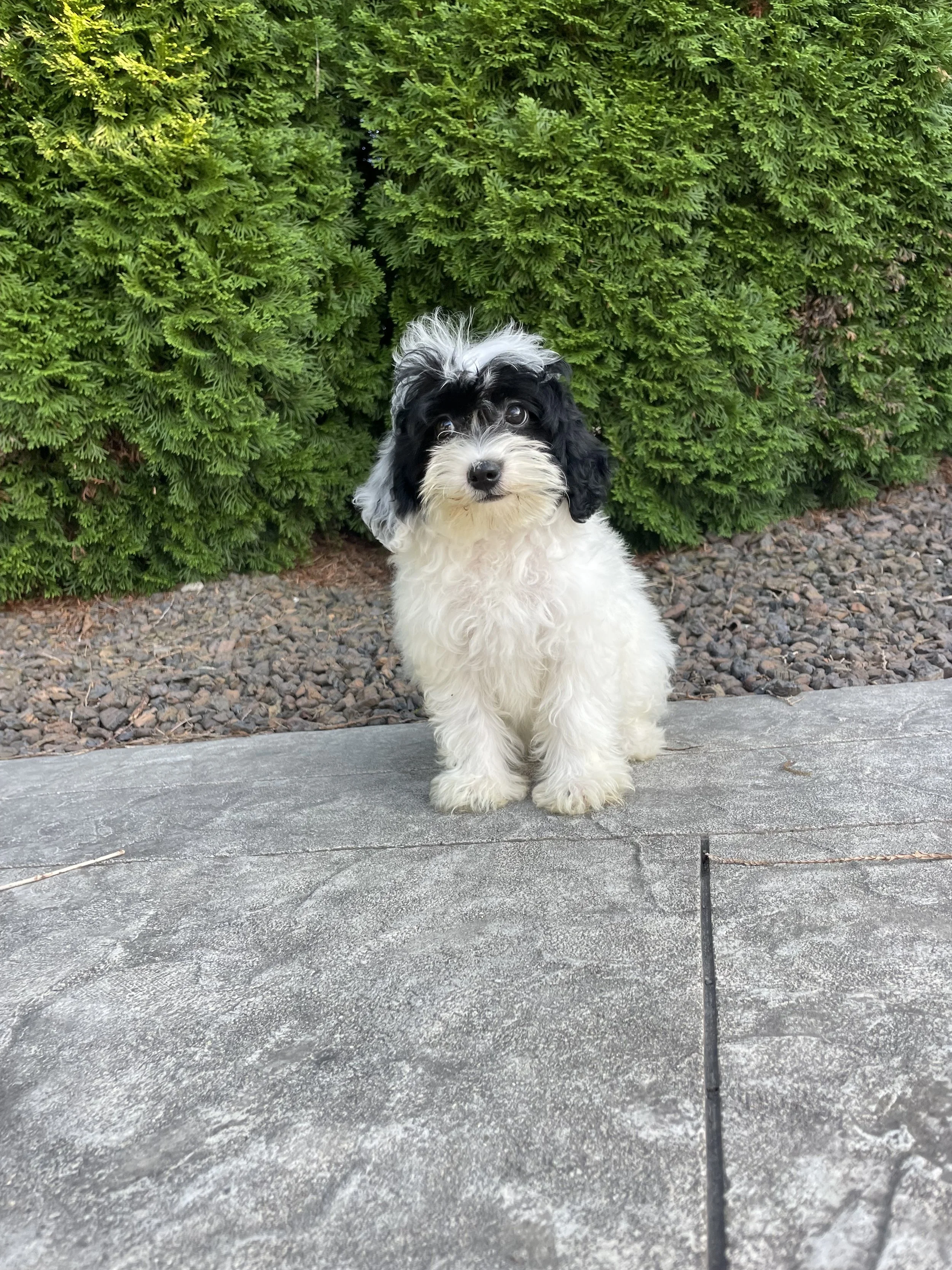 Daisy