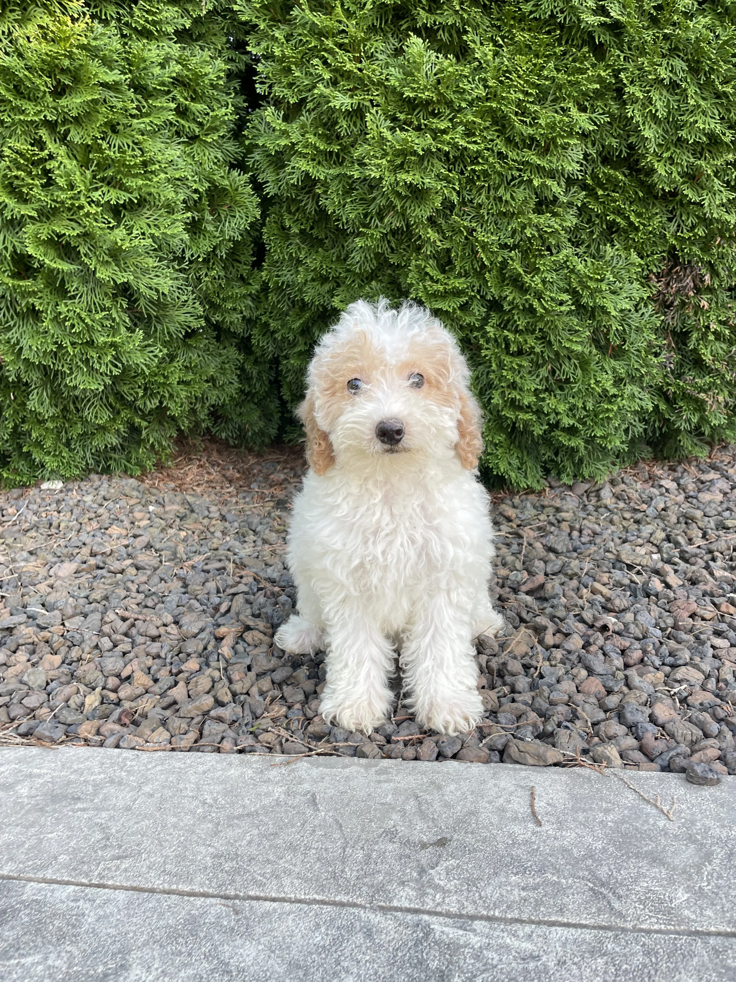 Millie
