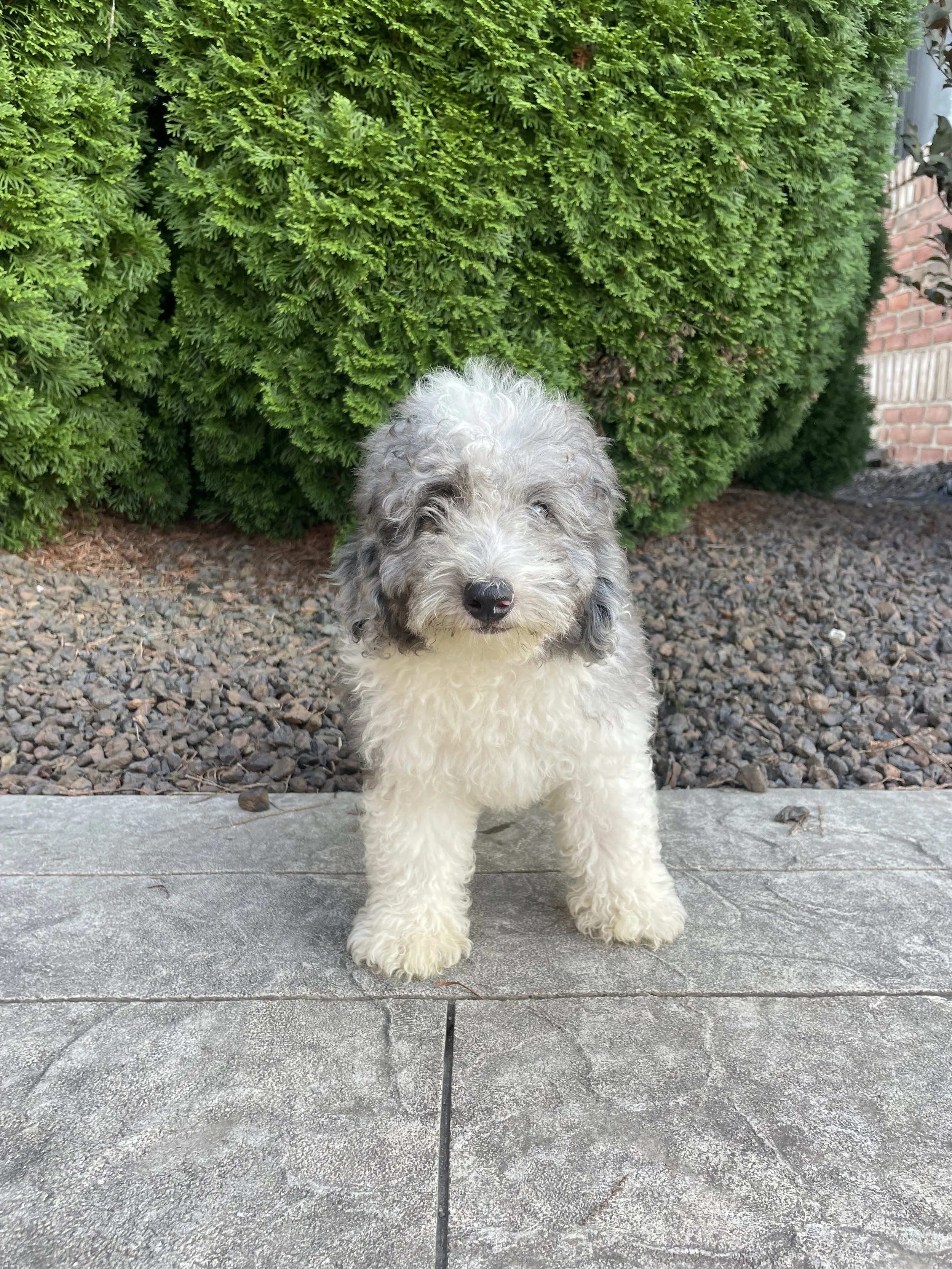 Otis