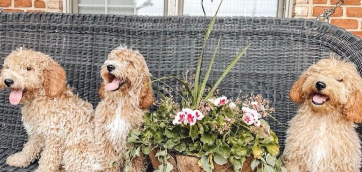 puppy photo.png