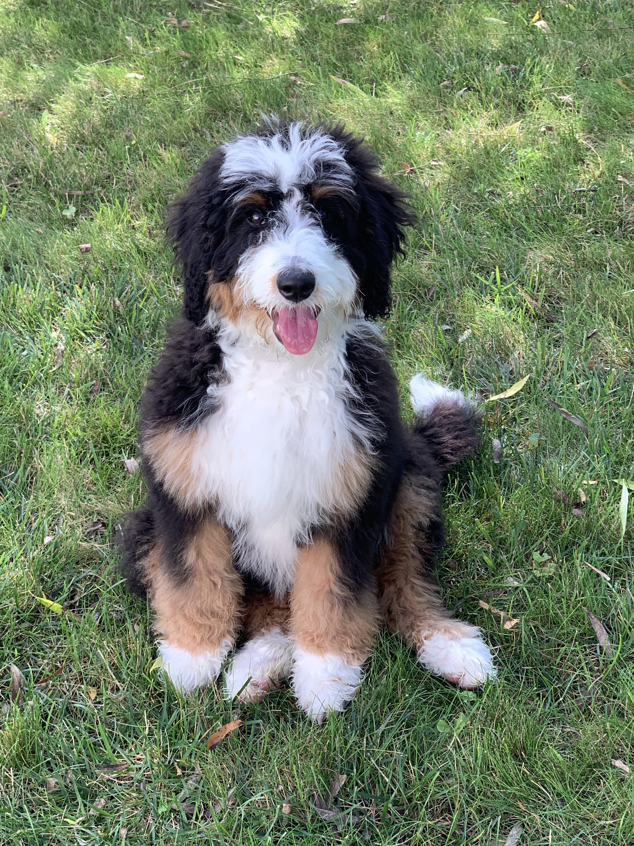 tricolored bernedoodle.jpg