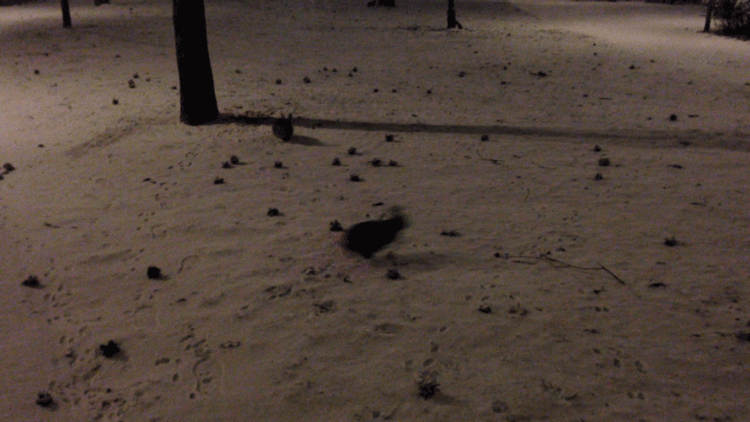 Forever Diggin' Rabbit.gif
