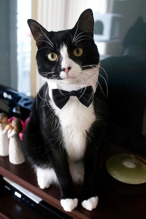 BC-Tuxedo Cat.jpg