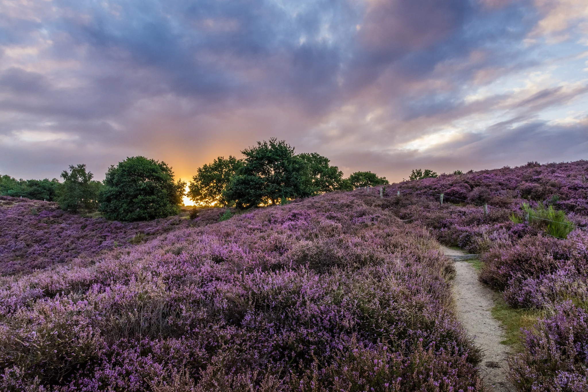 purple sunrise
