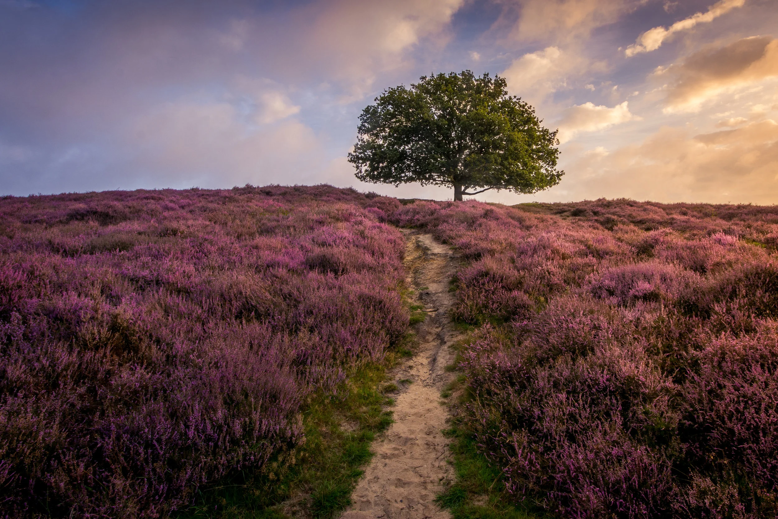 Purple Hill.jpg