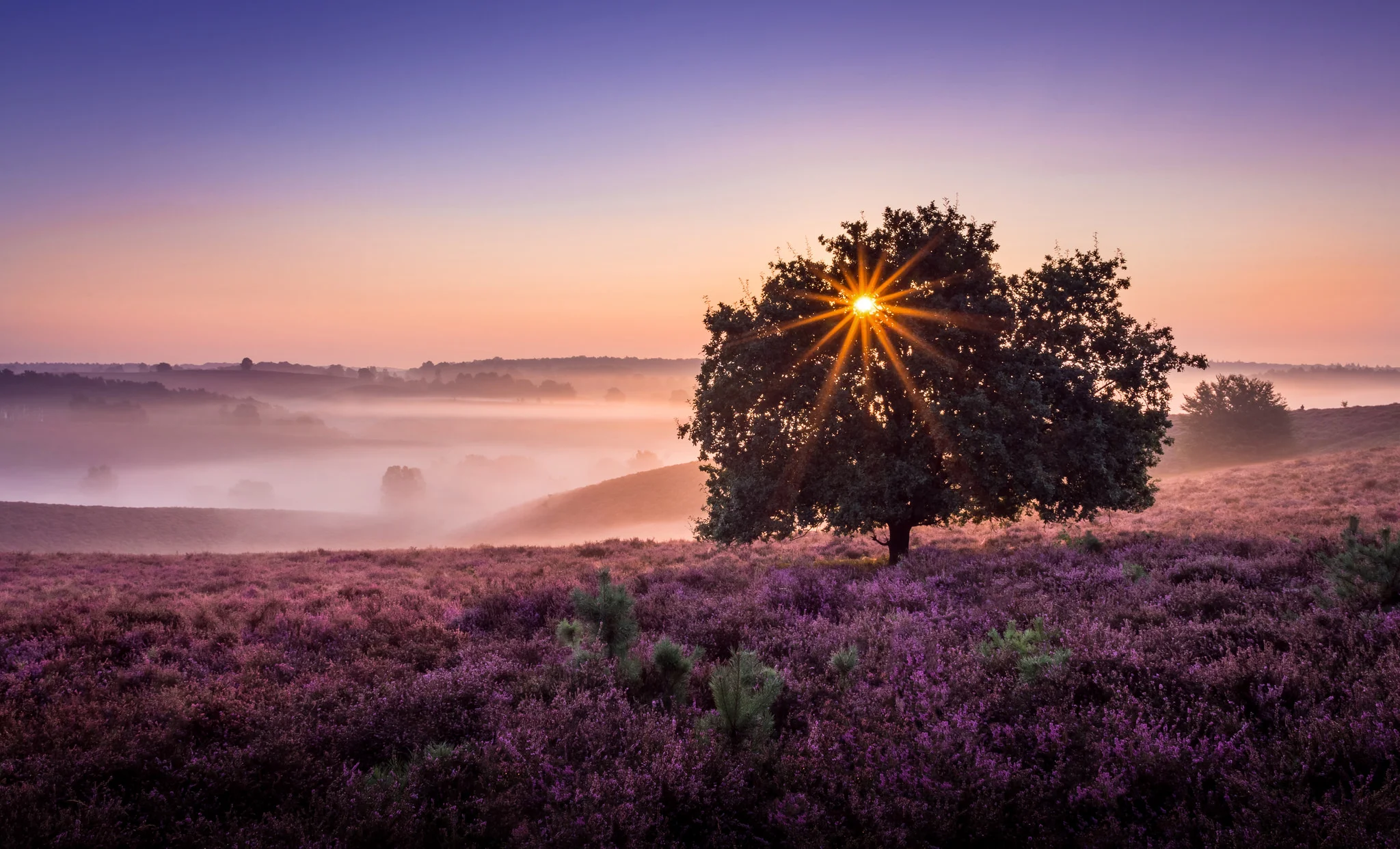 Purple Haze