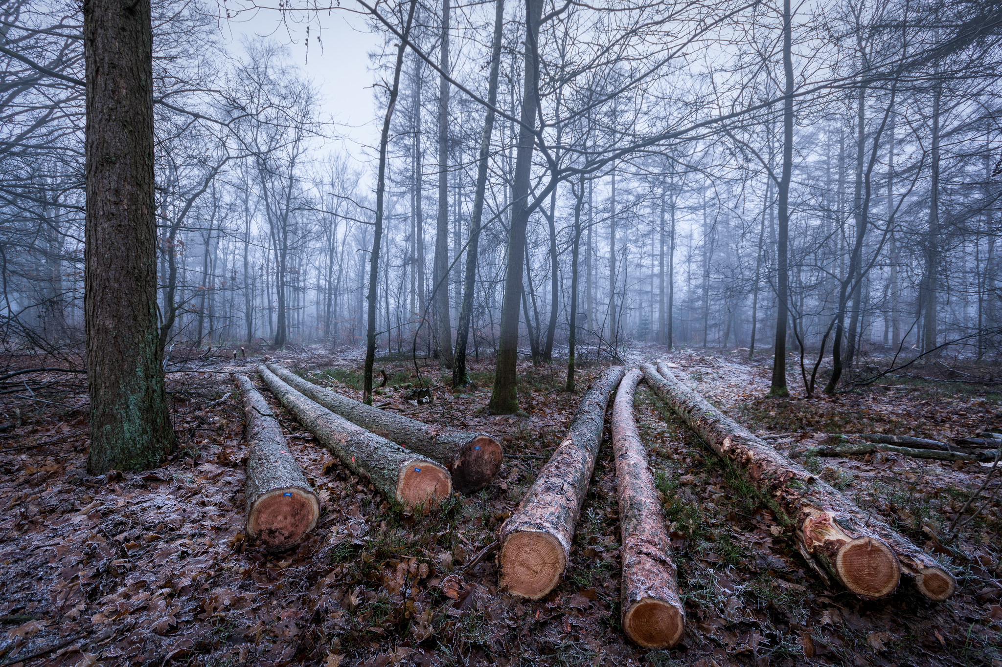 Firewood