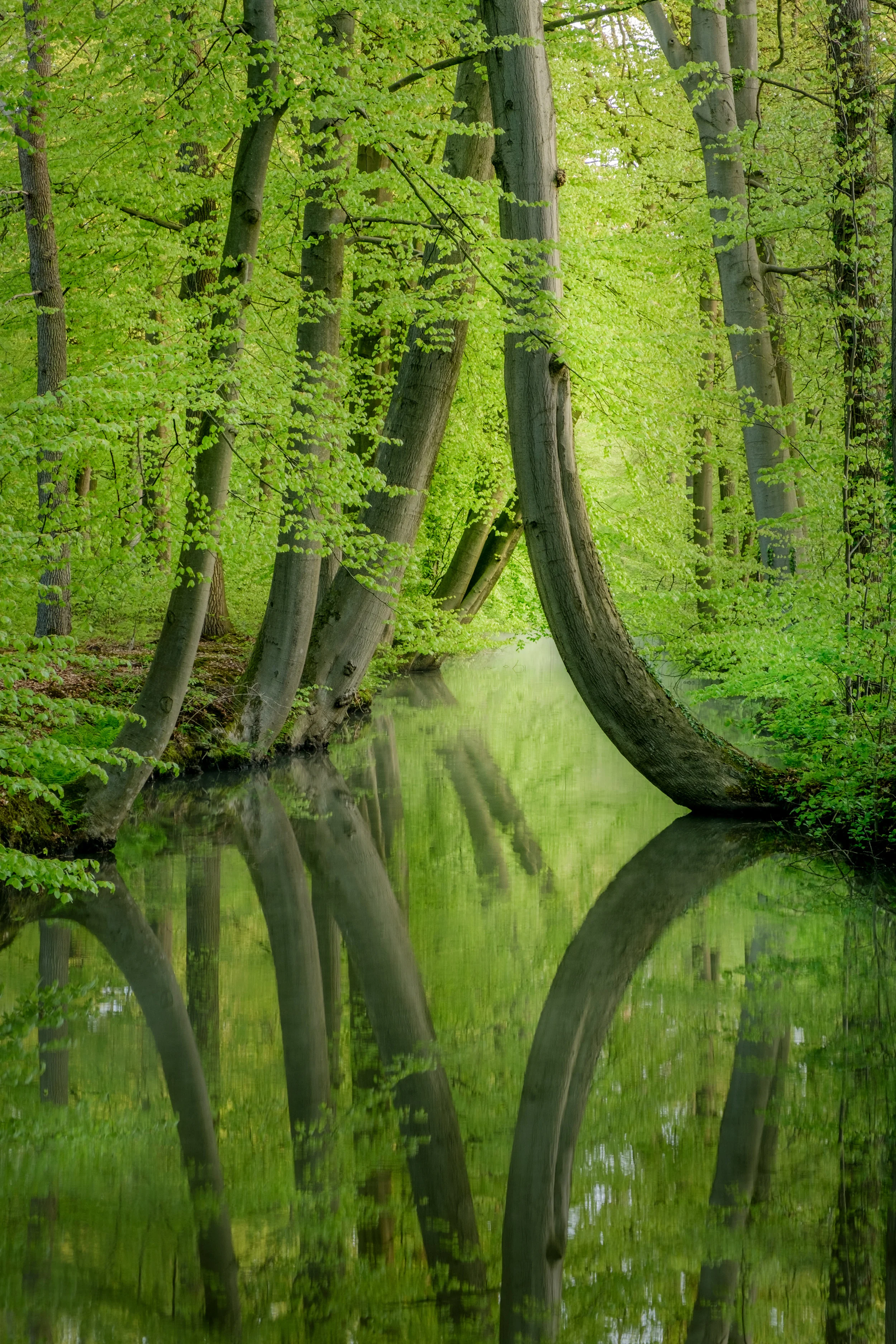Curved trees