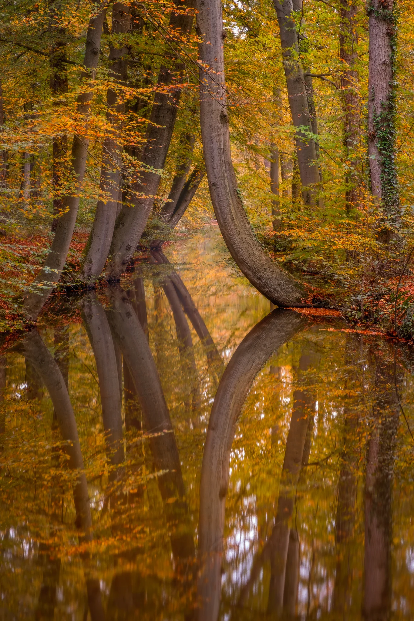 Autumn reflections
