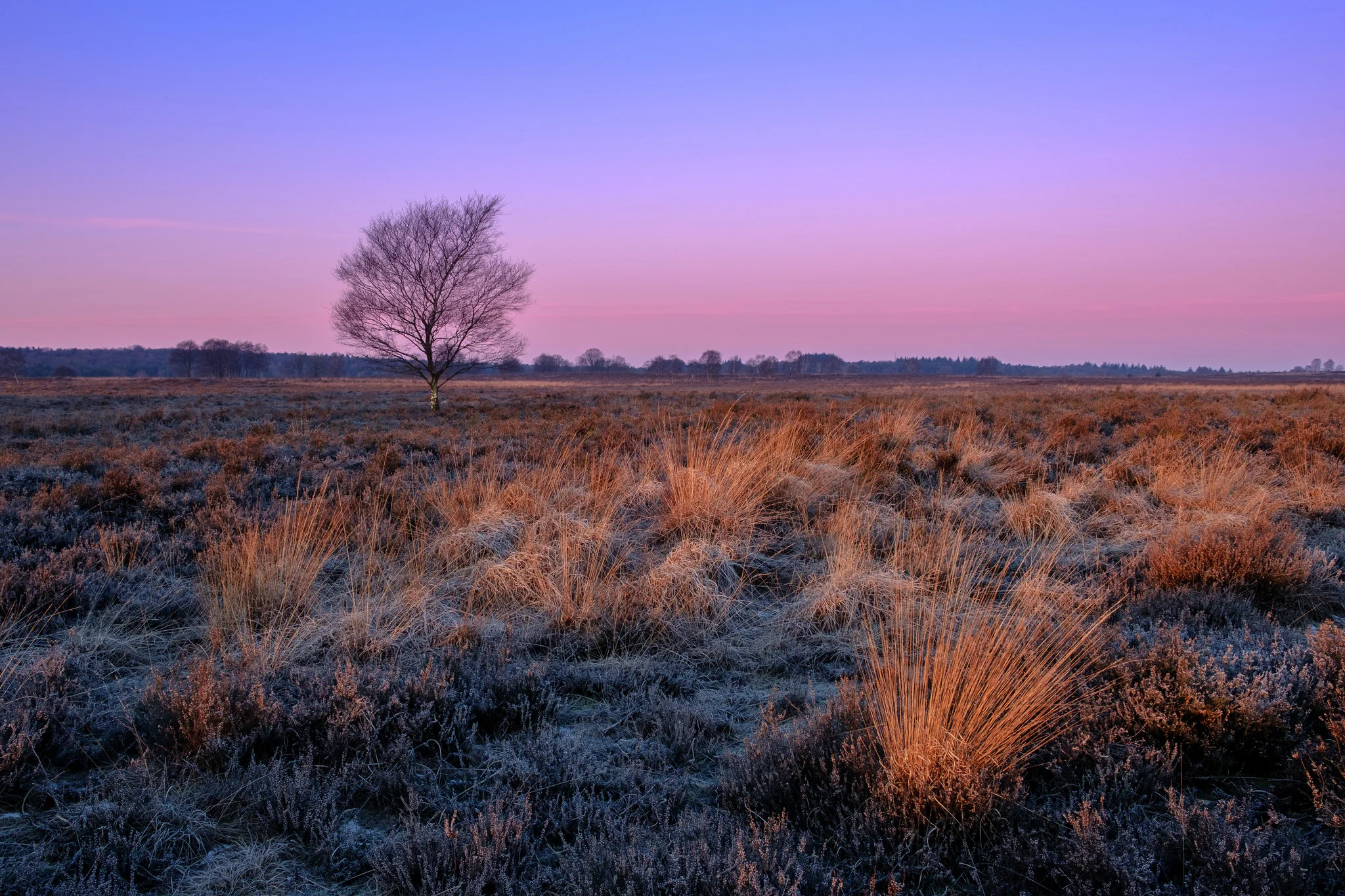 Ginkelse heide