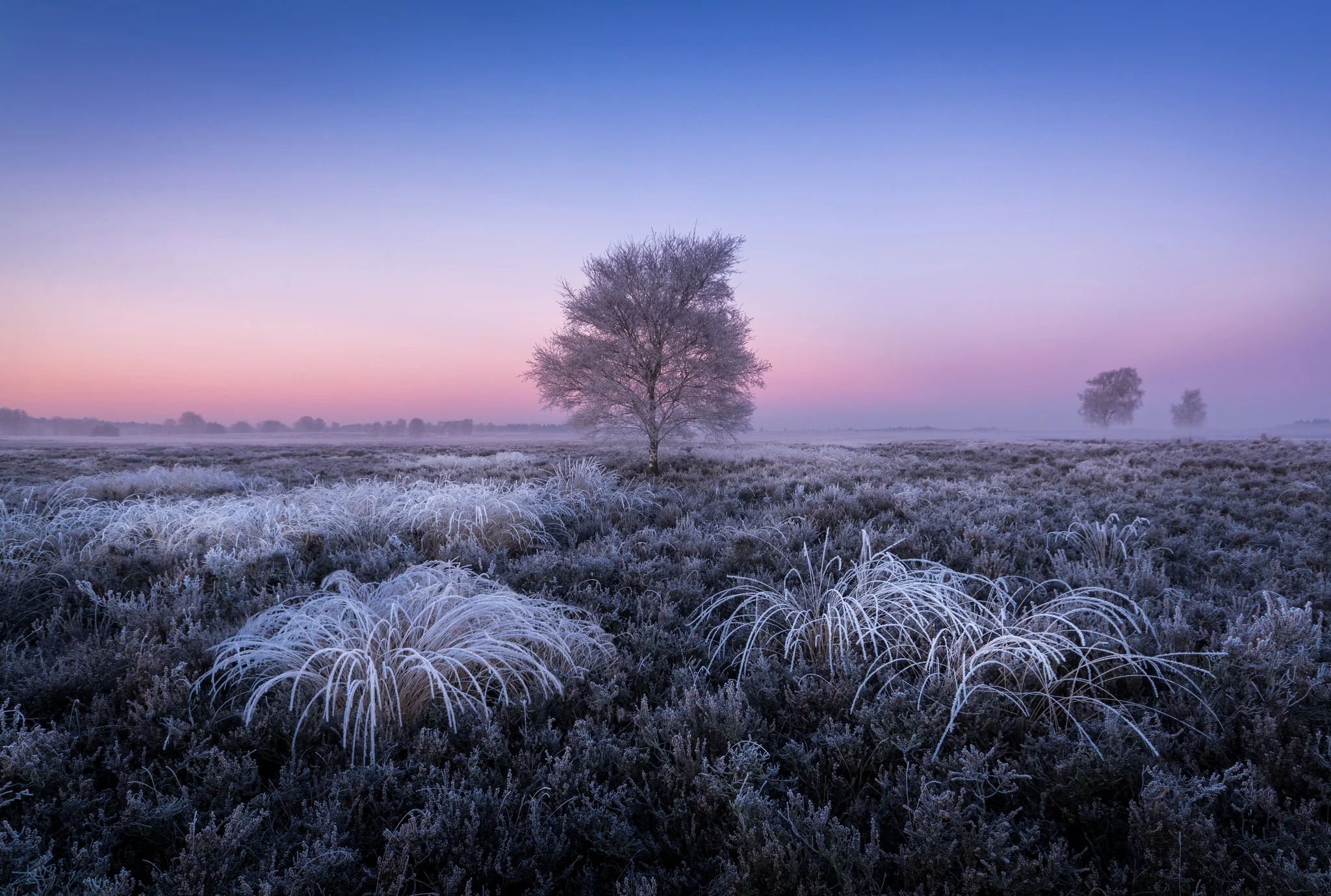 frozen home.jpg