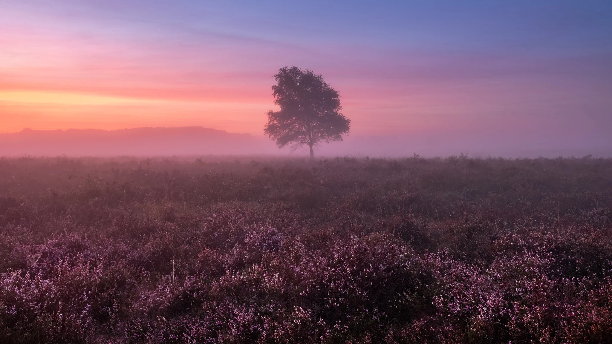Misty morning 