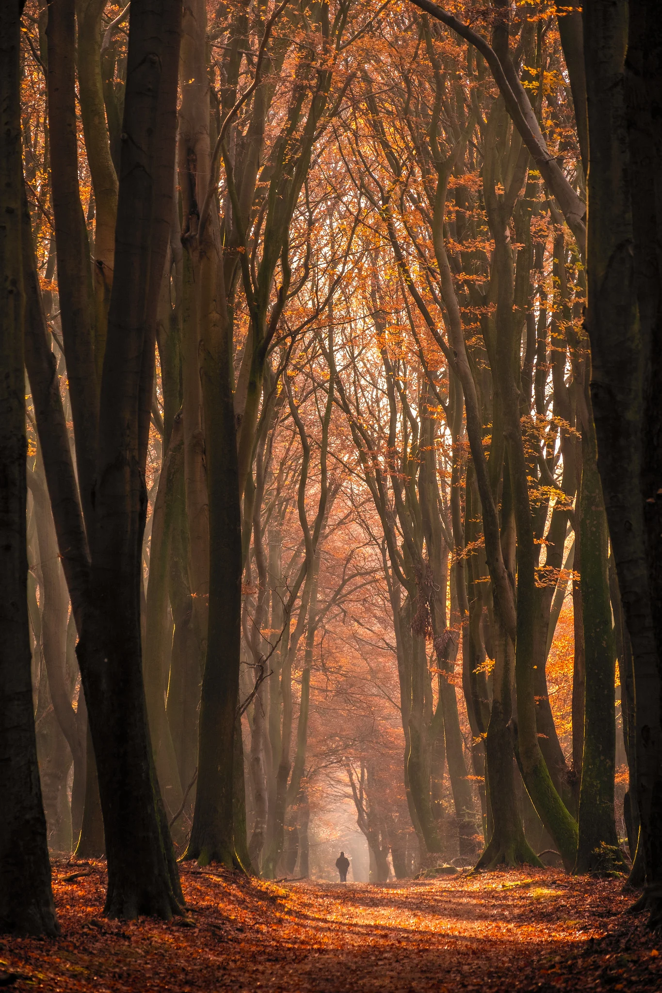 A sunday stroll