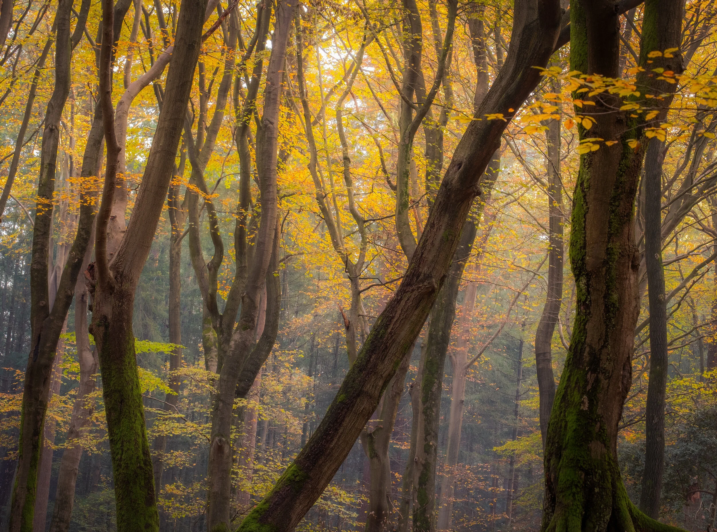 Autumn painting