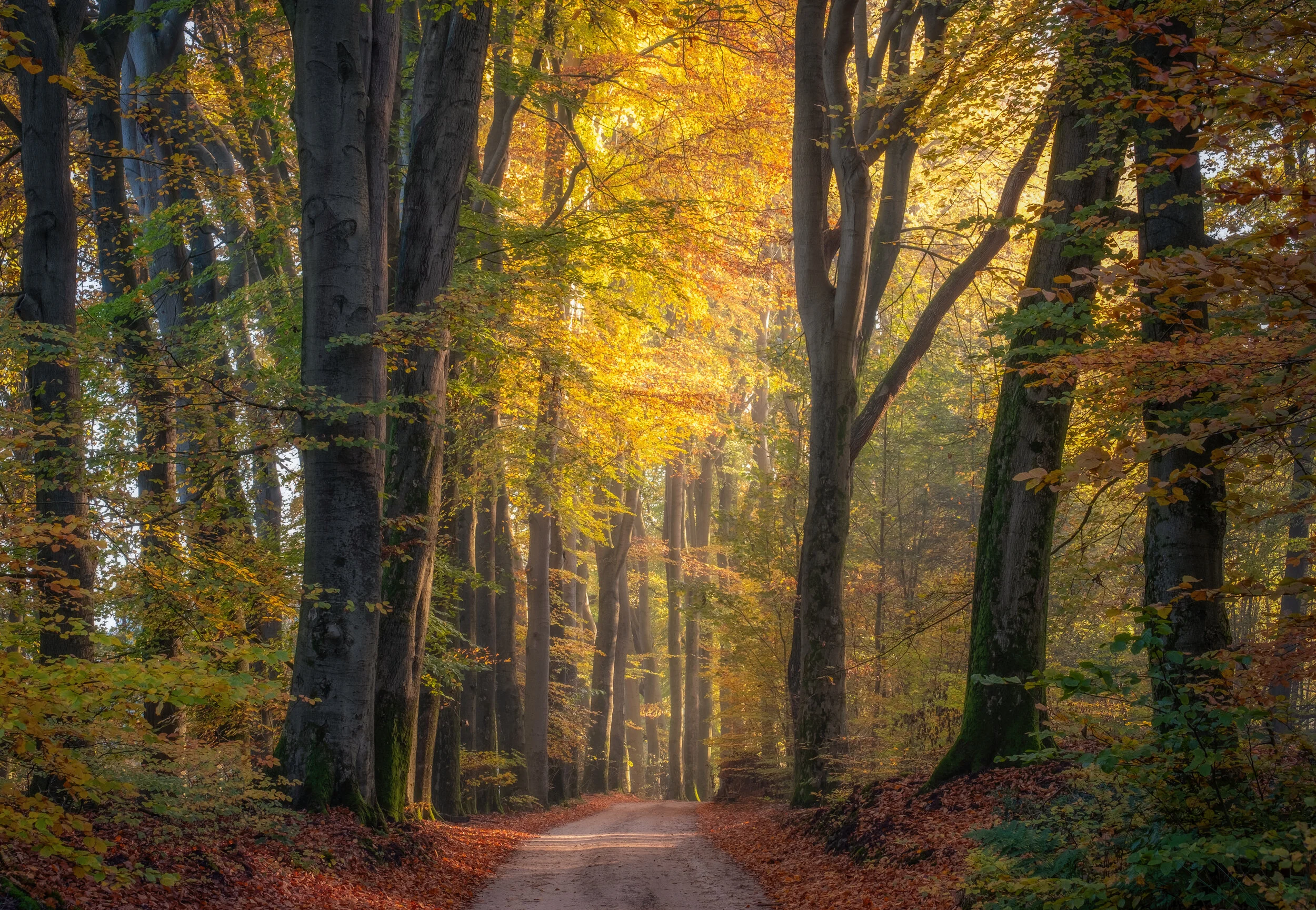 Forest path