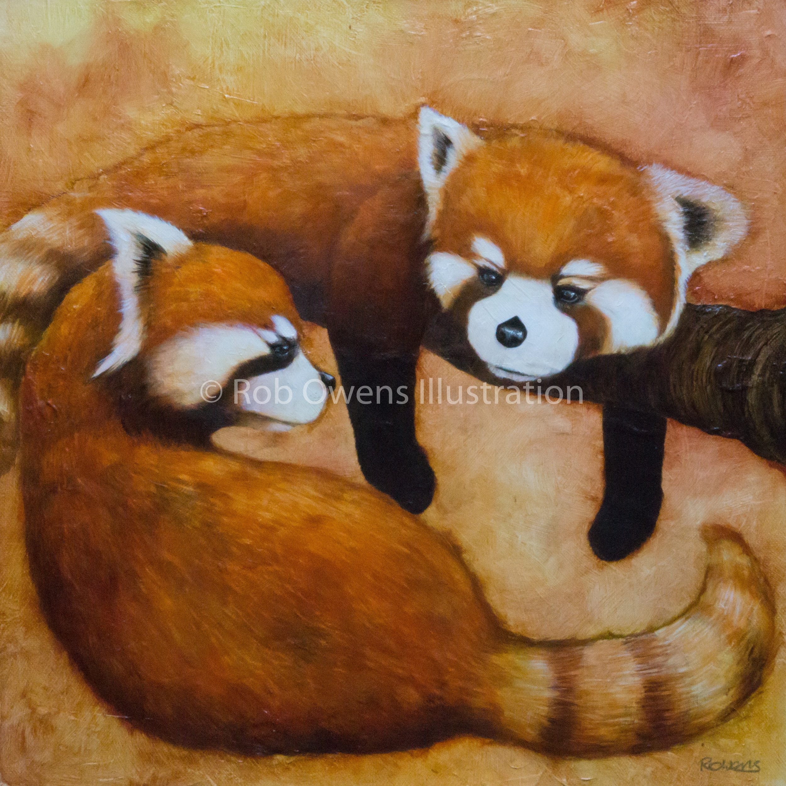 Red Pandas