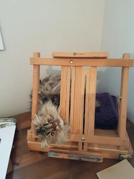Studio Cat