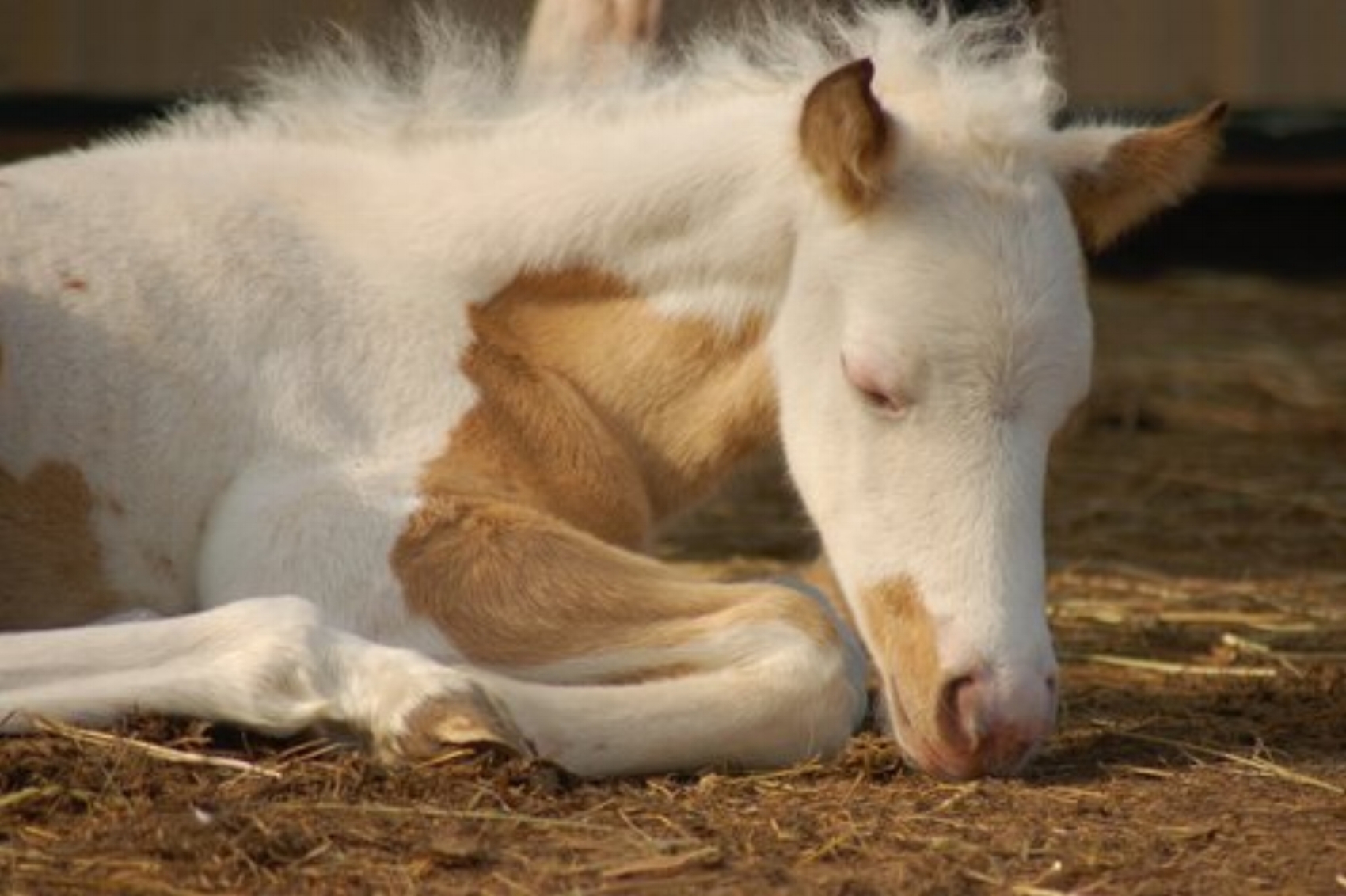 We need your help to rescue newborn horses! Each spring Flying Change Equine Therapy rescues nurse mare foals. A nurse mare is a female horse that is impregnated so she will produce milk. After she gives birth, she is leased for money for another, more valuable horse’s foal to nurse from and her own baby – the nurse mare foal - is allowed to starve to death or is killed. We rescue nurse mare foals and raise them as part of our therapy program, a program we call MercyFoal. Like these foals, many of our therapy clients have felt thrown away, abandoned and left to starve, emotionally or physically. The clients and their foals share a similar story. They understand each other. By pairing a client healing from trauma with a rescued foal, we give them both something to live for, someone that needs them, a reason to live and thrive. Please donate!