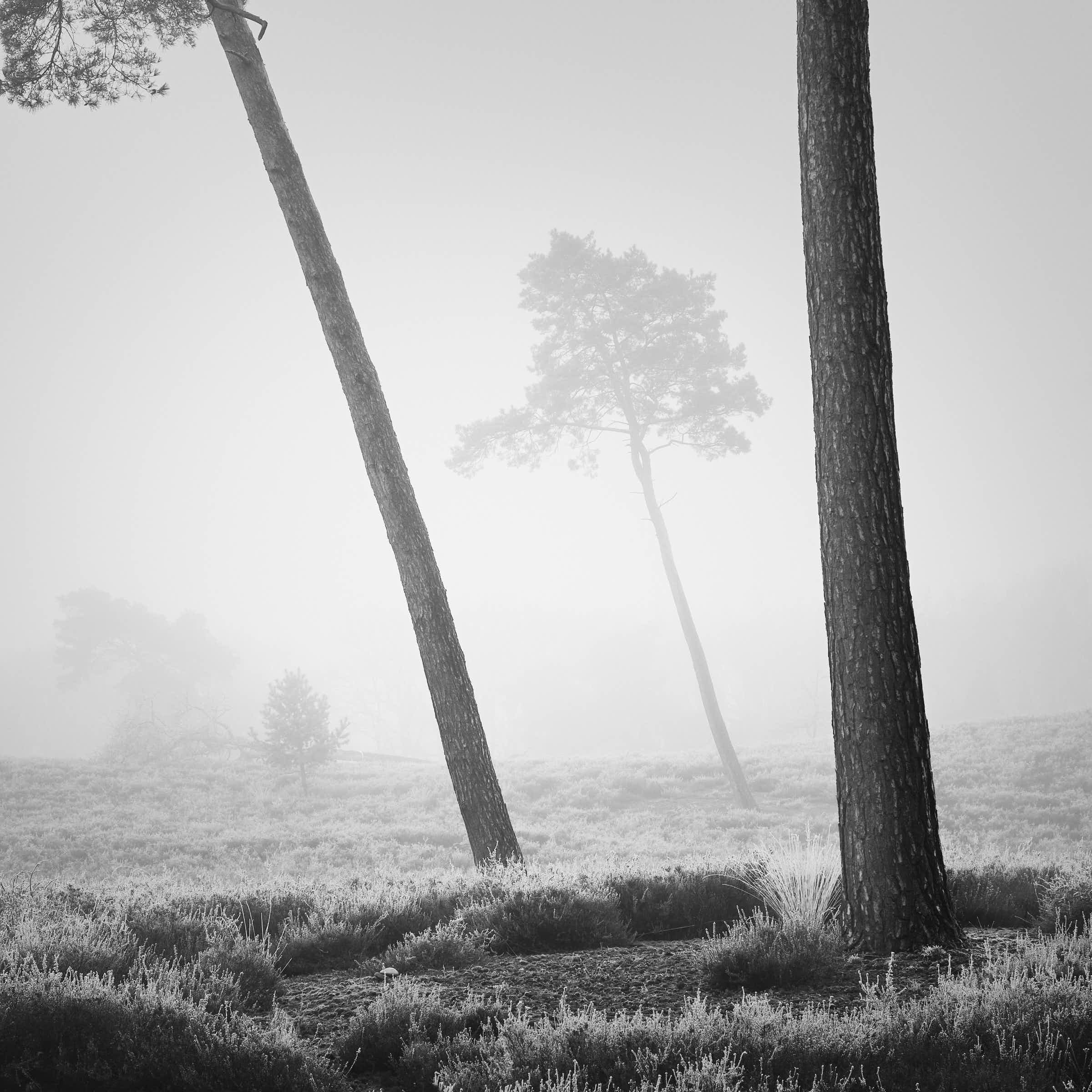 maasduinen-landschaft-schwarz-weiß_DSF7583-tom-wolters.jpg
