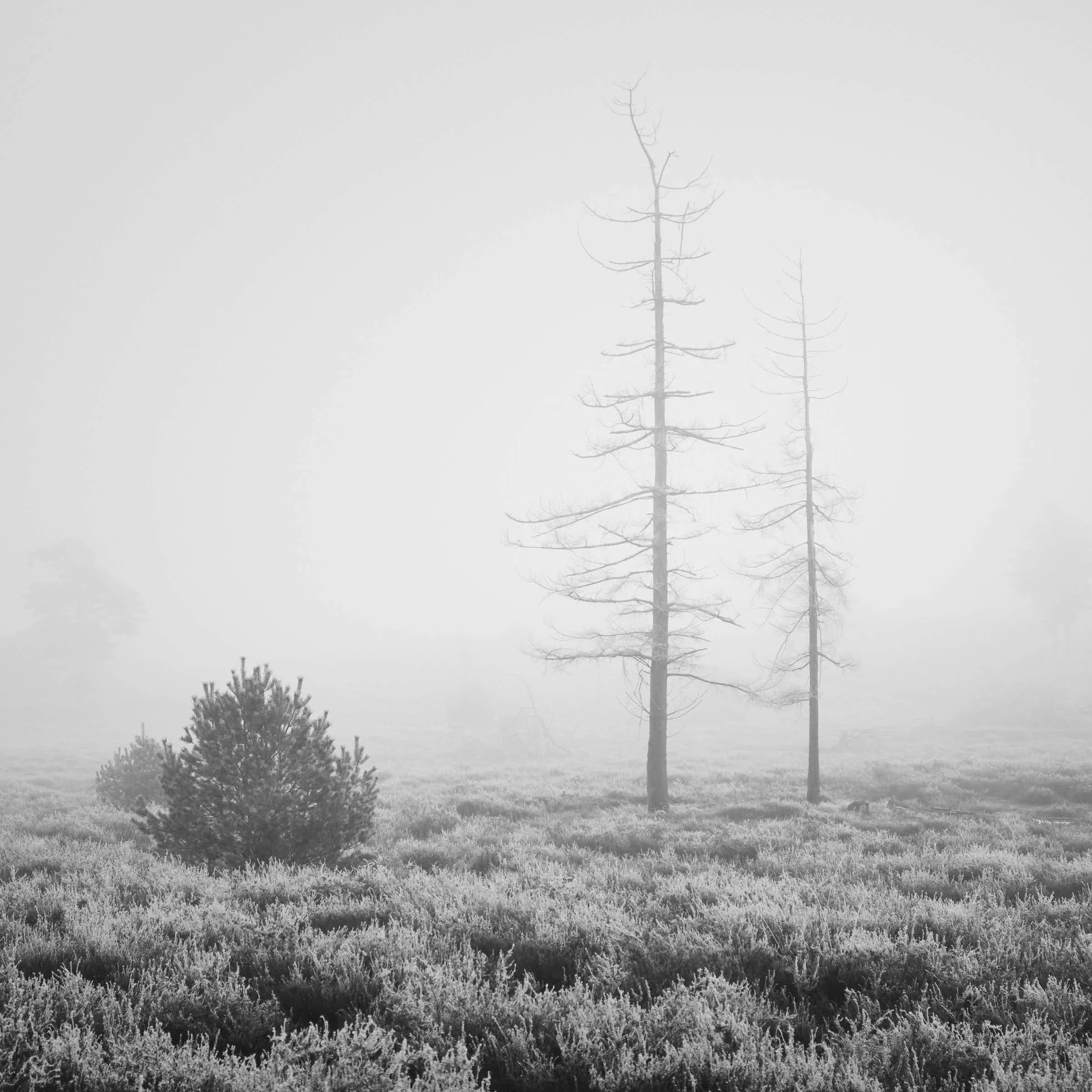 maasduinen-landschaft-schwarz-weiß_DSF7600-tom-wolters.jpg