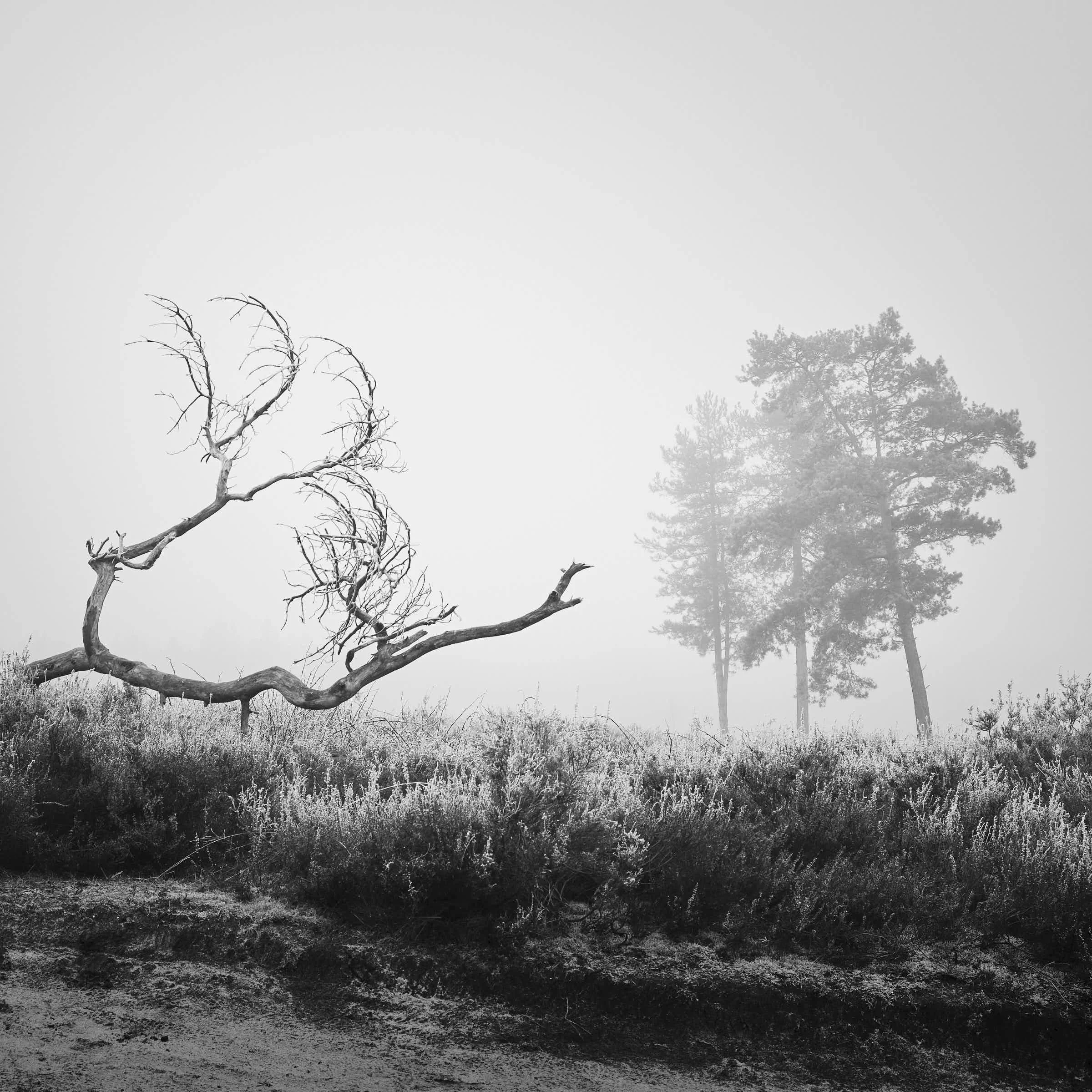maasduinen-landschaft-schwarz-weiß_DSF7611-tom-wolters.jpg