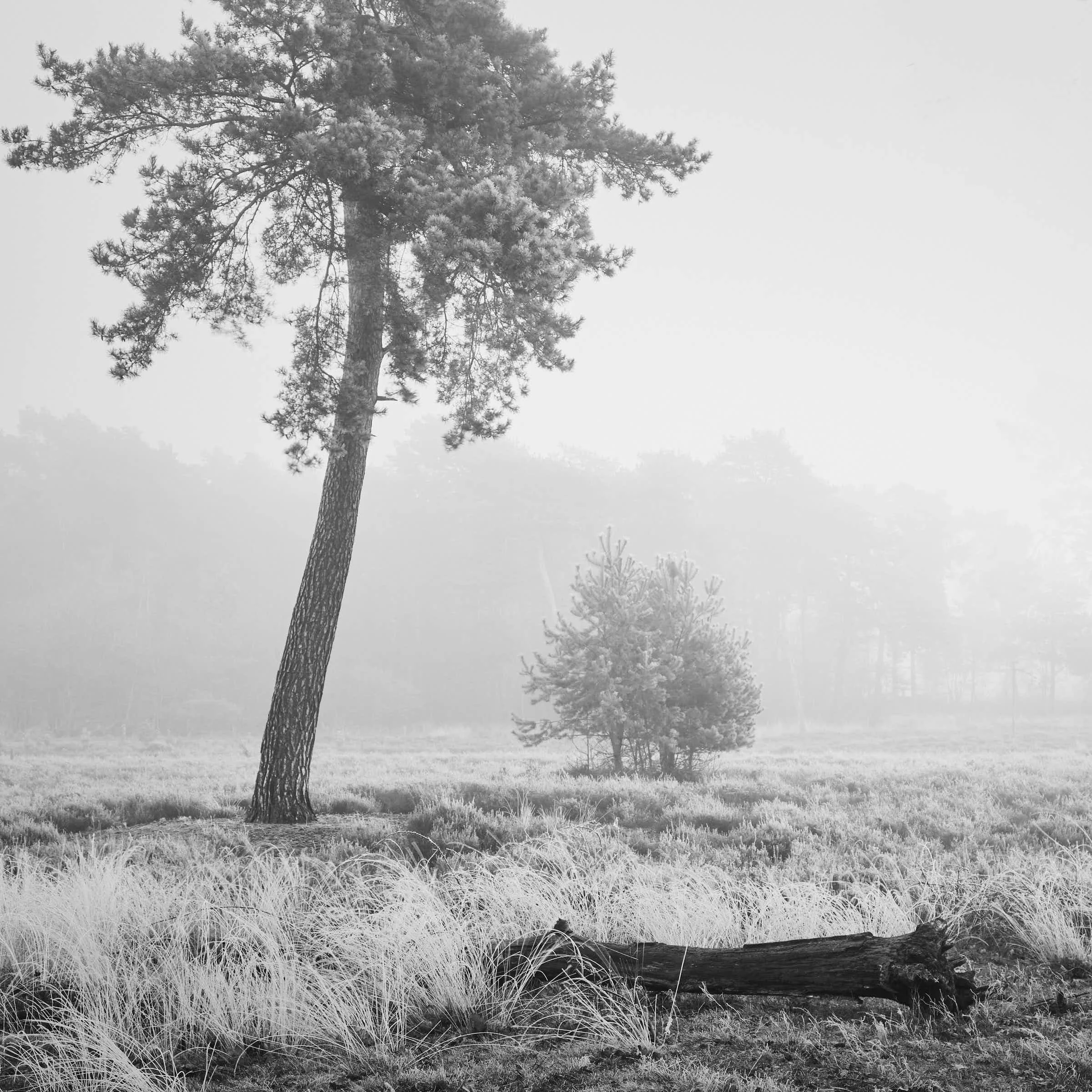 maasduinen-landschaft-schwarz-weiß_DSF7657-tom-wolters.jpg