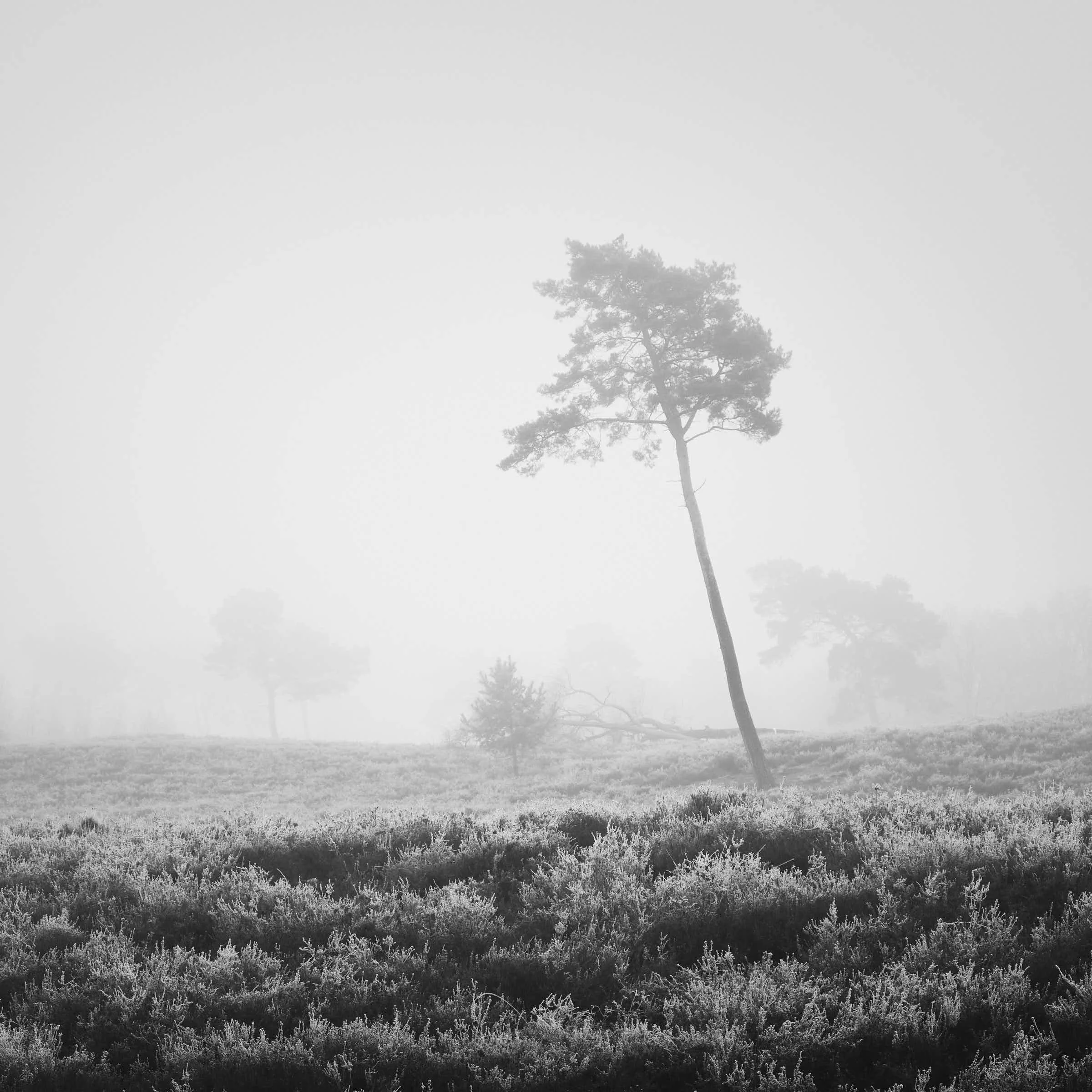 maasduinen-landschaft-schwarz-weiß_DSF7659-tom-wolters.jpg