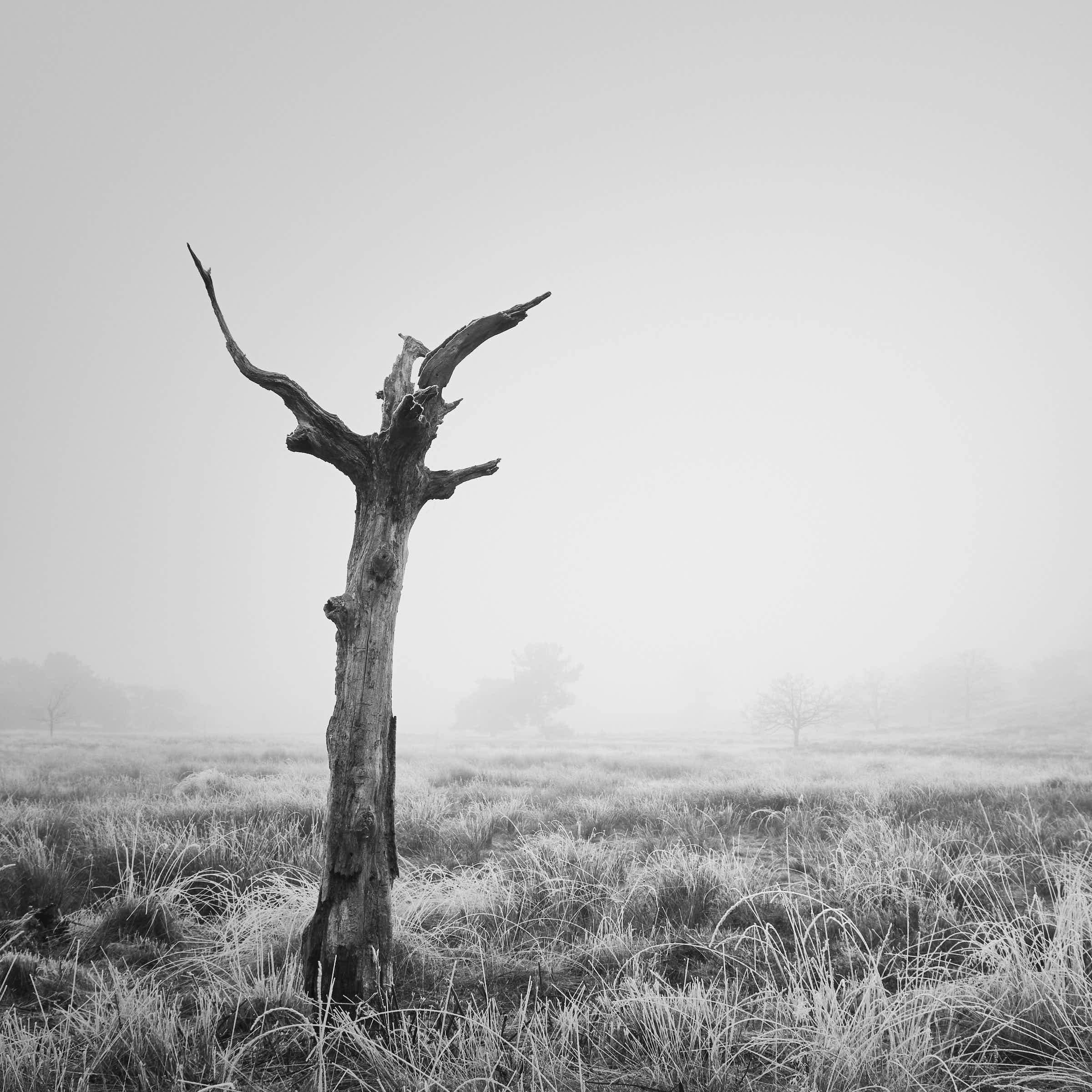 maasduinen-landschaft-schwarz-weiß_DSF7669.-tom-wolters.jpg