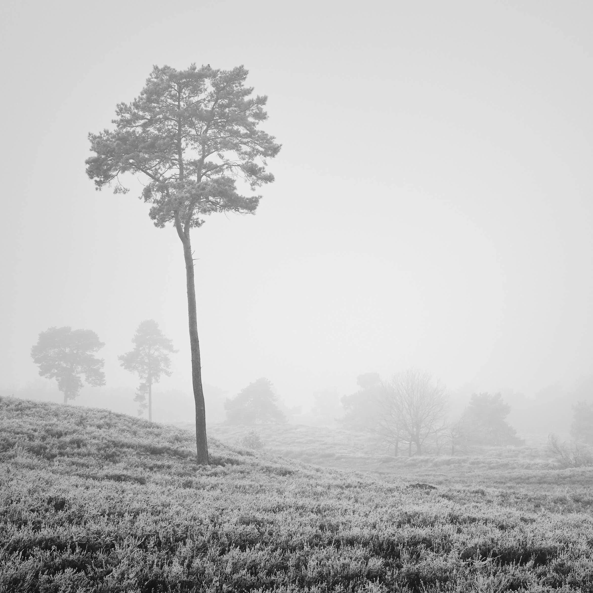 maasduinen-landschaft-schwarz-weißDSF7646-tom-wolters.jpg