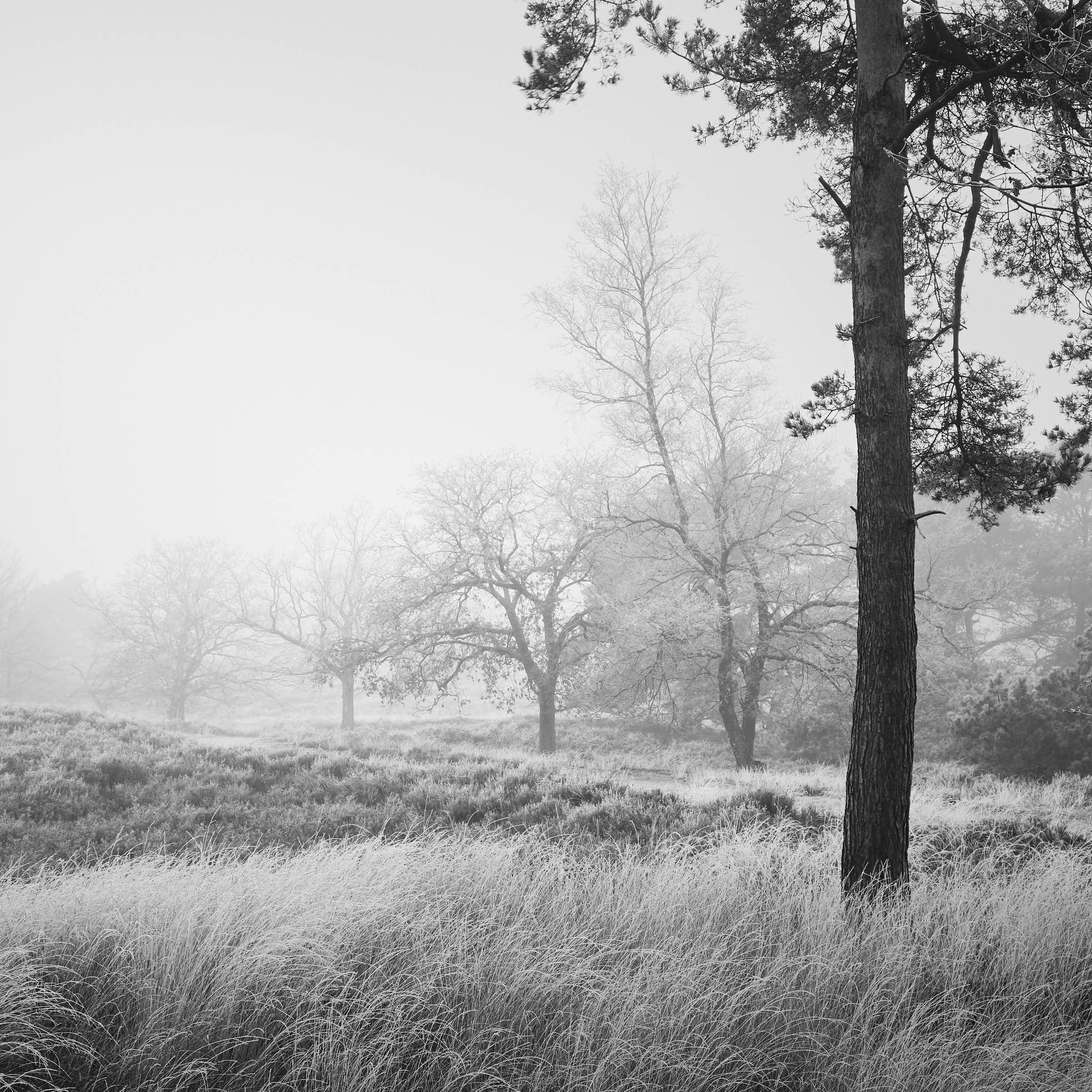 maasduinen-landschaft-schwarz-weißDSF7653-tom-wolters.jpg