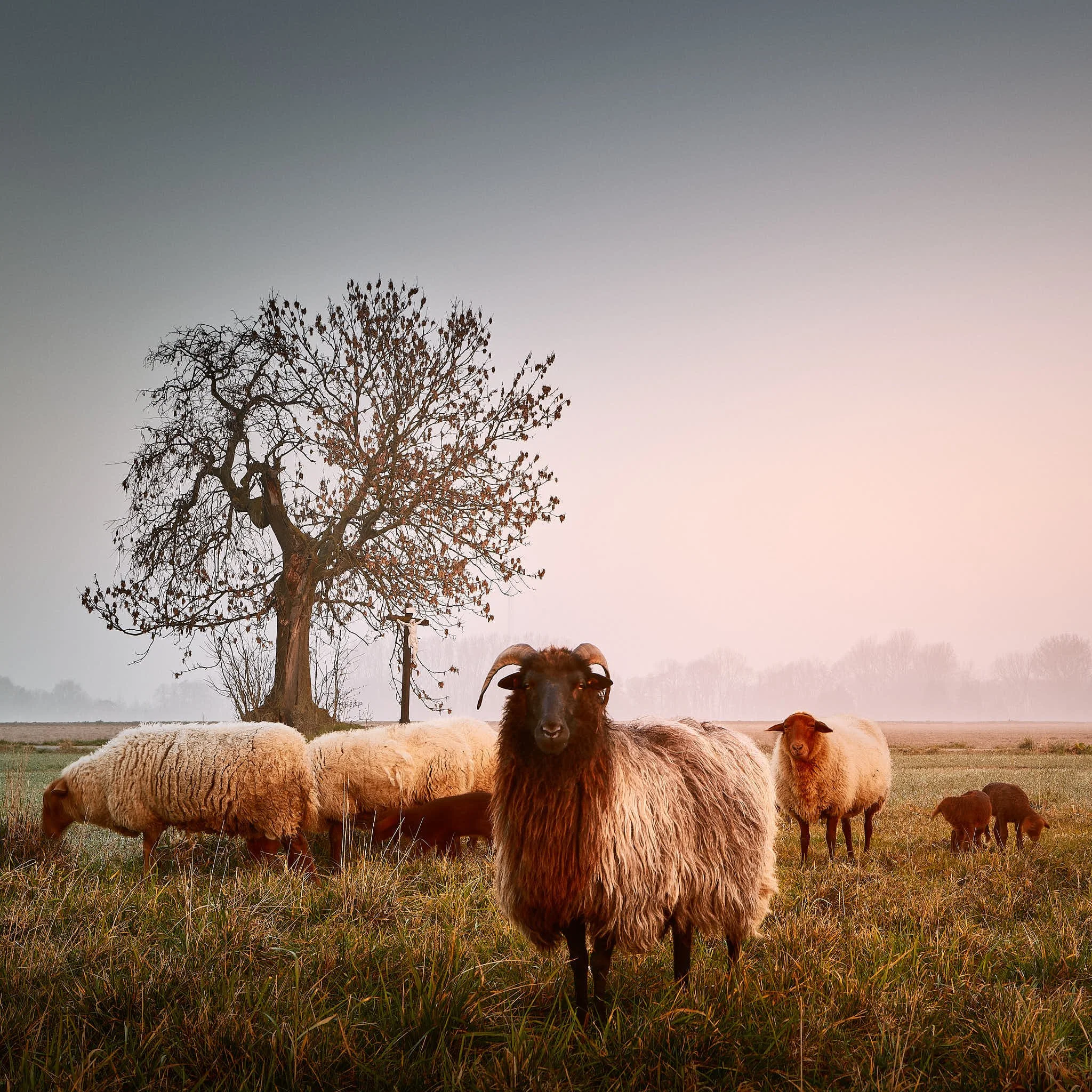 kempen-landschaft-farbe-_MG_2342-CR2_DxO_DeepPRIMEXD 2-tom-wolters.jpg