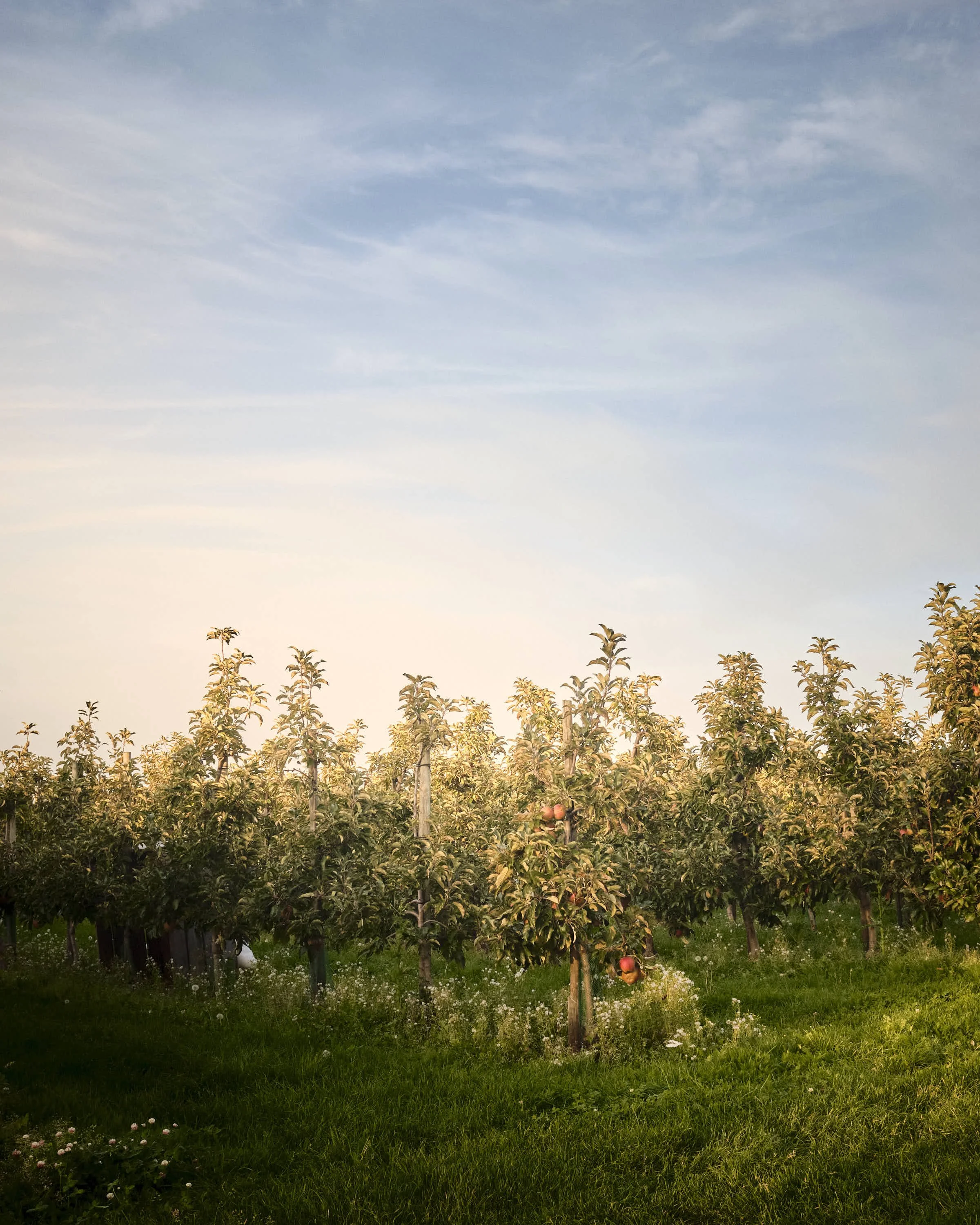 almost-home-niederrhein-landschaft-farbe-_DSF5318-tom-wolters.jpeg