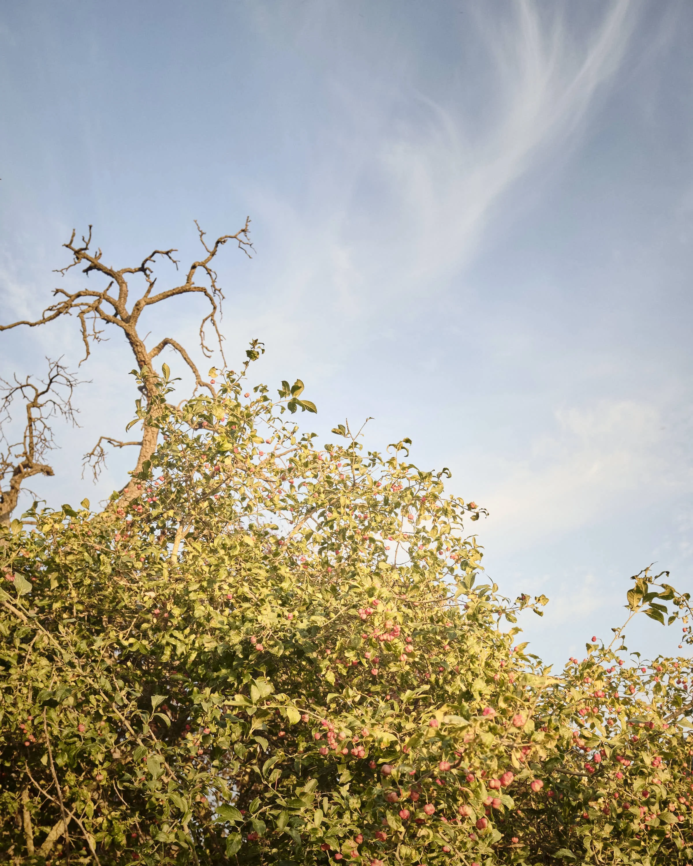 almost-home-niederrhein-landschaft-farbe-_DSF5316-tom-wolters.jpeg
