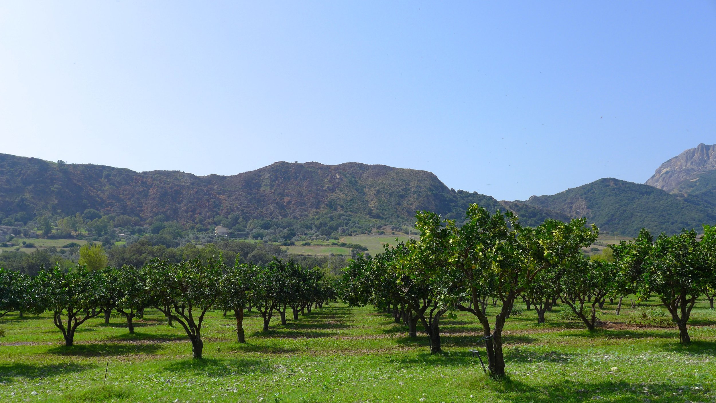 The farm cultivates only organic olive trees, oranges, lemons, bergamot, clementines, mandarin and eucalyptus. 