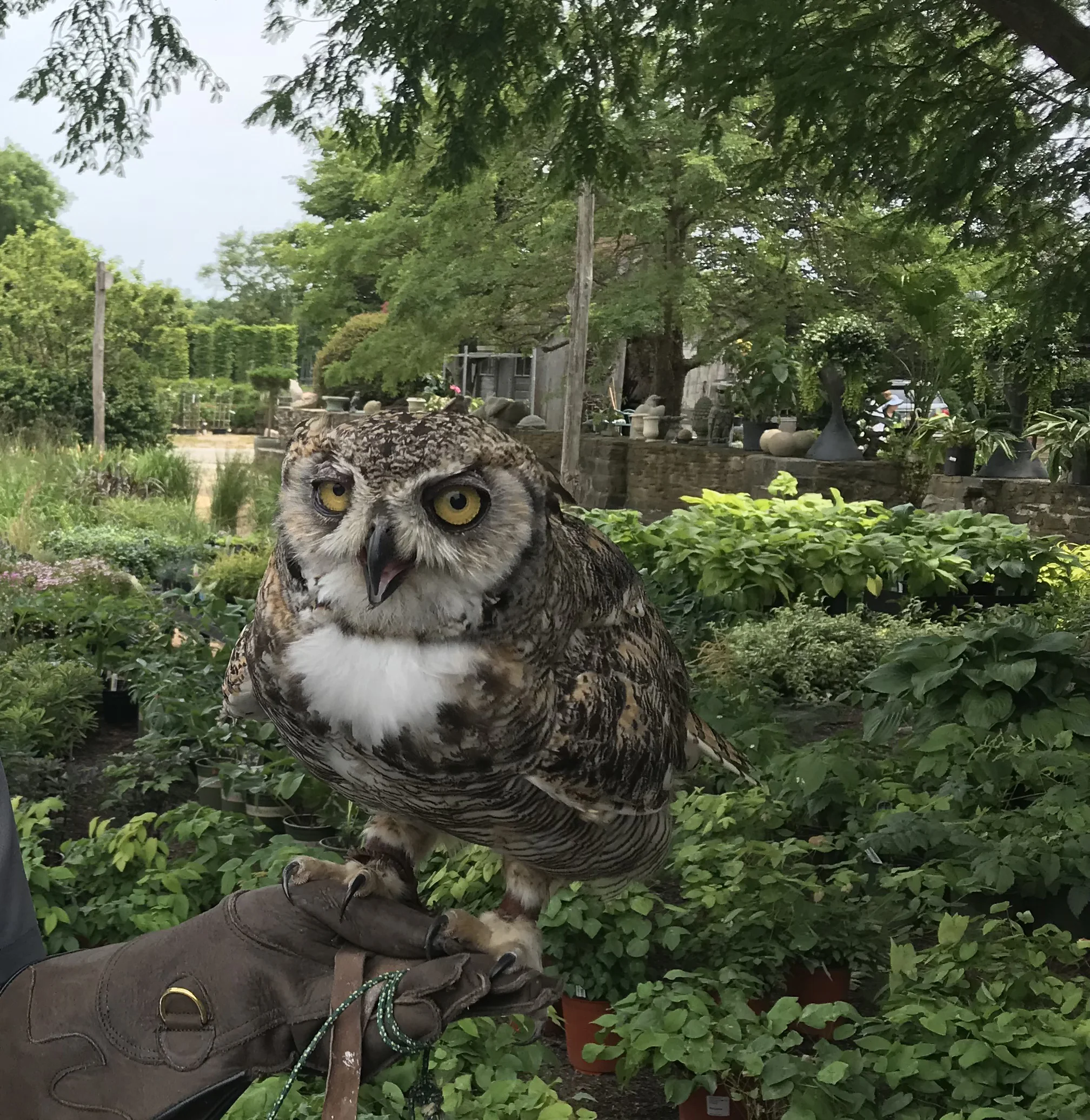 Eastern Screech Owl