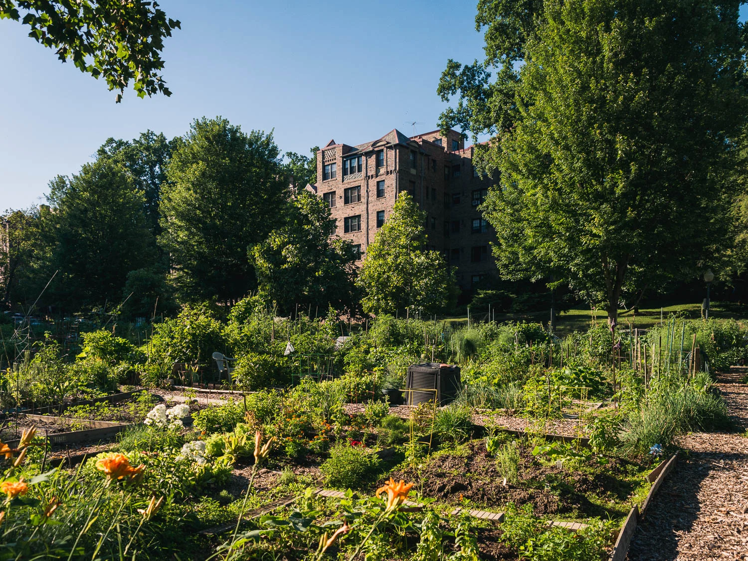 From Melvin Hazen Community Garden looking north. Located on Sedwick St. NW in Washington DC's Cleveland Park neighborhood, Melvin Hazen Community Garden features approximately 100 gardening plots on National Park's land. The garden is an original and lasting Victory Garden from World War II.