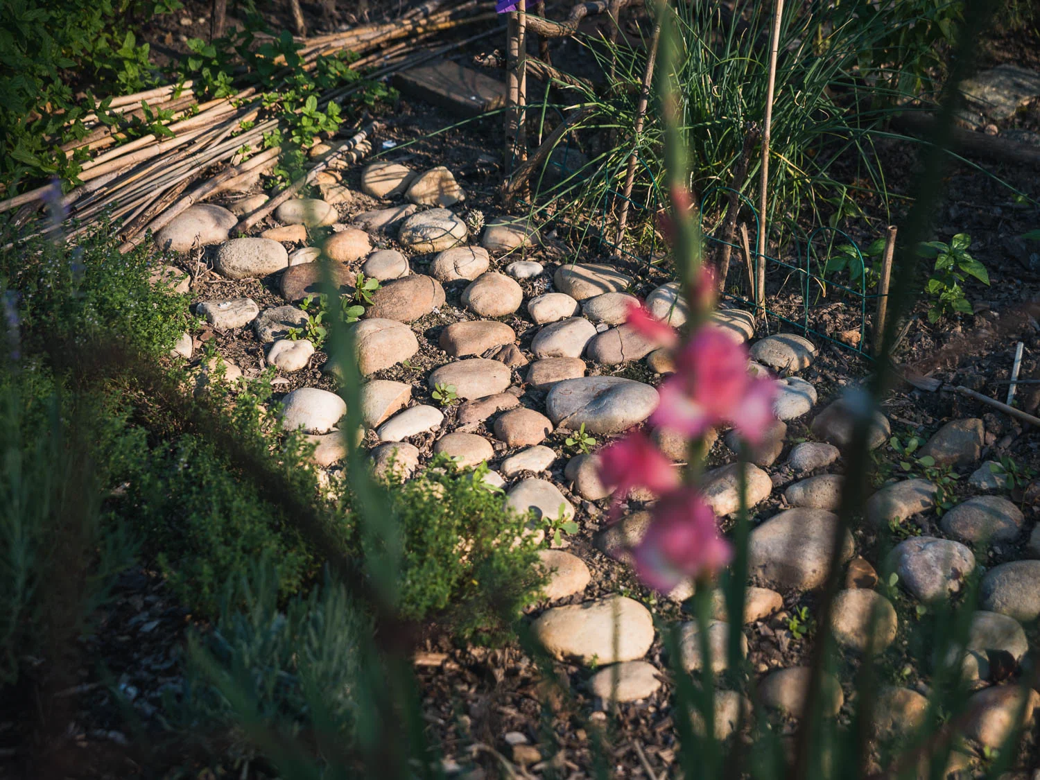 A stepping-stone path that allows farmers to reach plants in the center of their plots.
