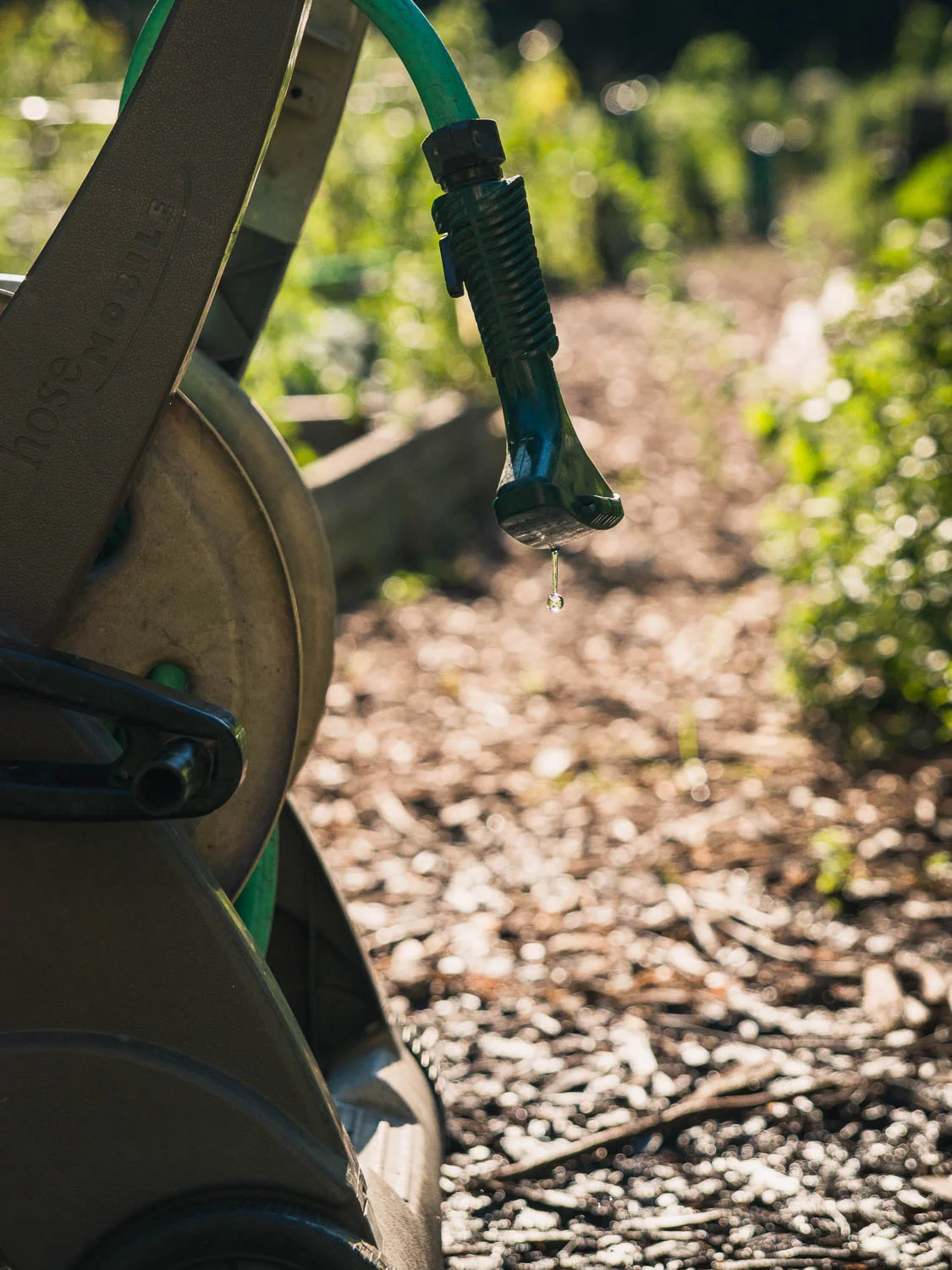 A hose connected at the center of the garden with a slow drip, keeping the neighboring plots watered.