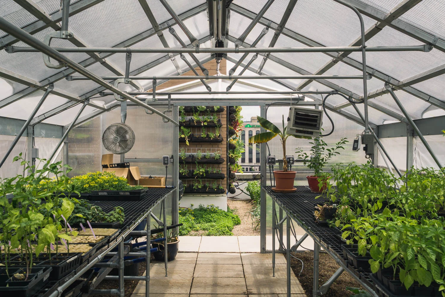 A greenhouse located at Food Roof Farm in St. Louis, Missouri. Run by Urban Harvest STL, Food Roof Farm helps to provide access to food in places where high quality food may often be scarce. Learn more about the garden here .